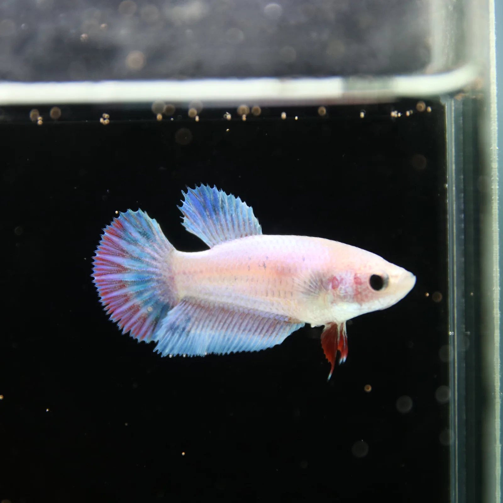 Platinum Blue Red Fancy Halfmoon Rosetail Female Betta Fish media 2