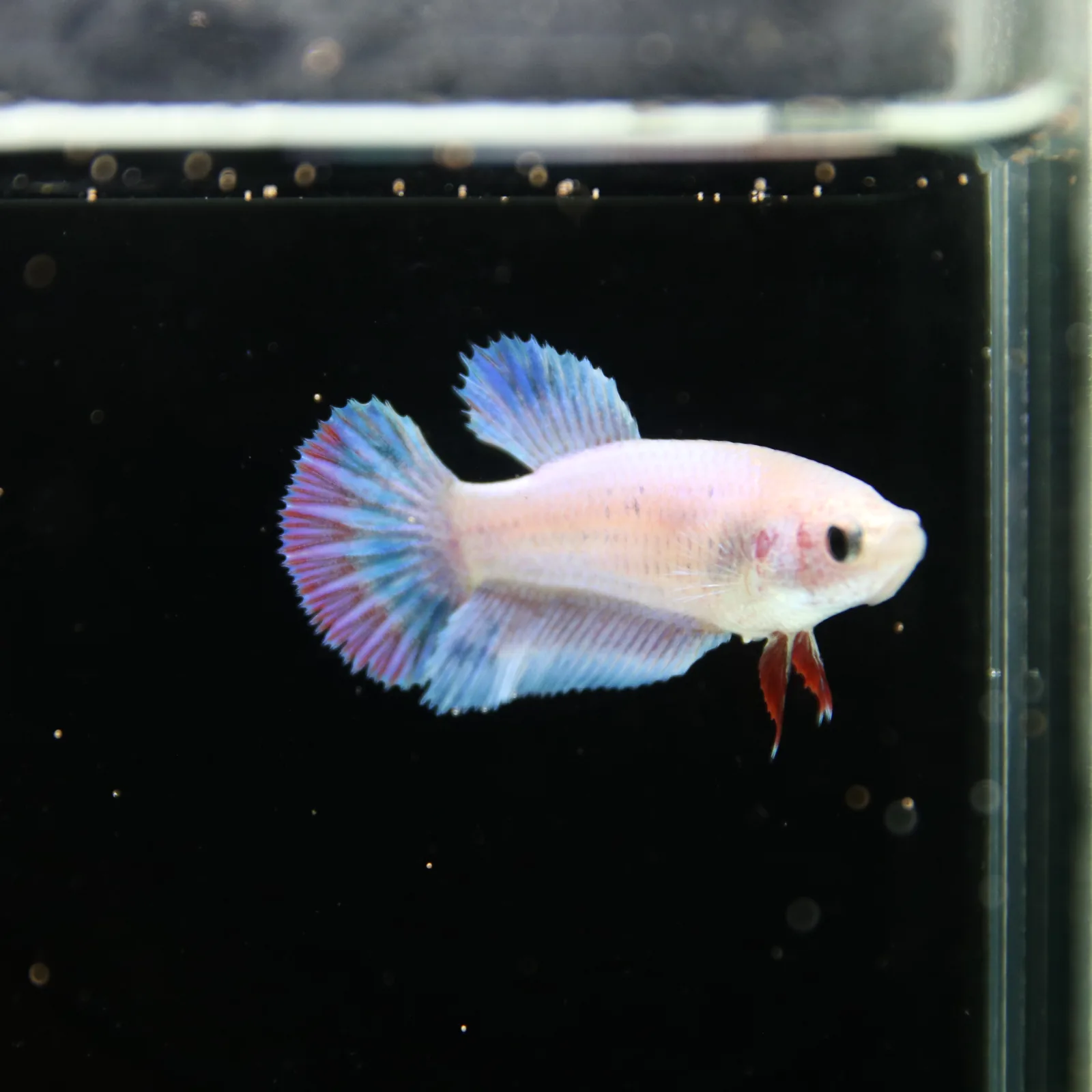 Platinum Blue Red Fancy Halfmoon Rosetail Female Betta Fish media 6