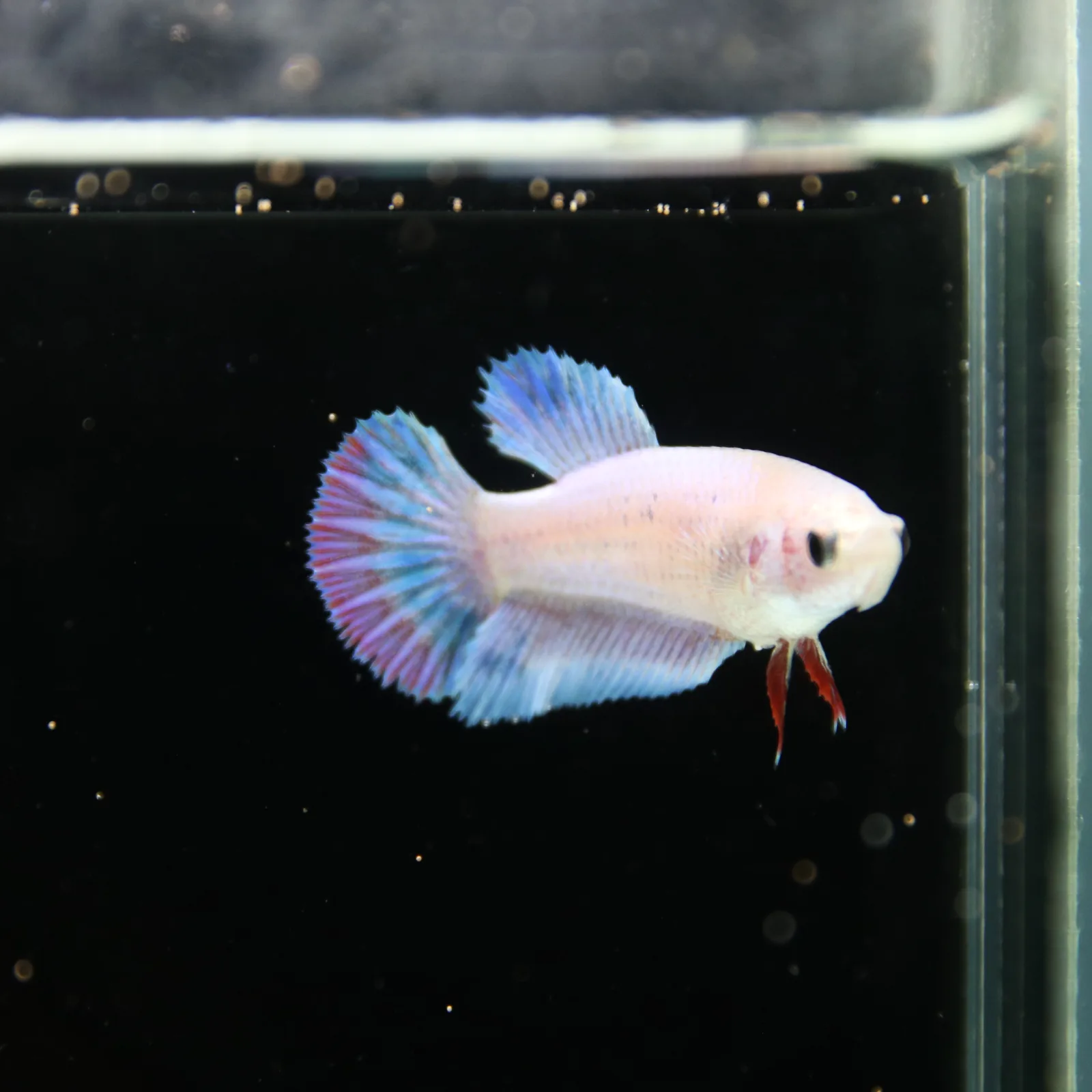 Platinum Blue Red Fancy Halfmoon Rosetail Female Betta Fish media 8