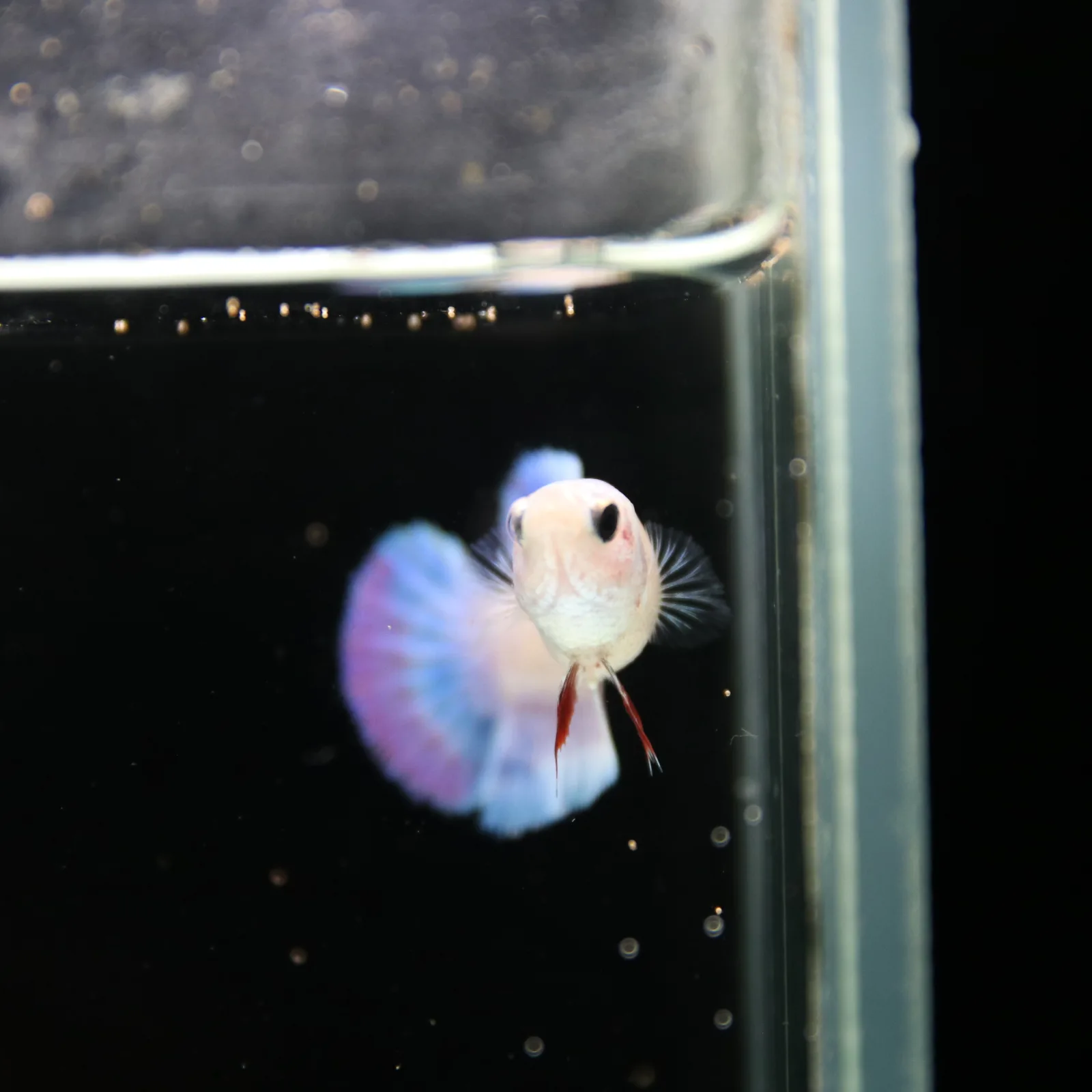 Platinum Blue Red Fancy Halfmoon Rosetail Female Betta Fish media 11