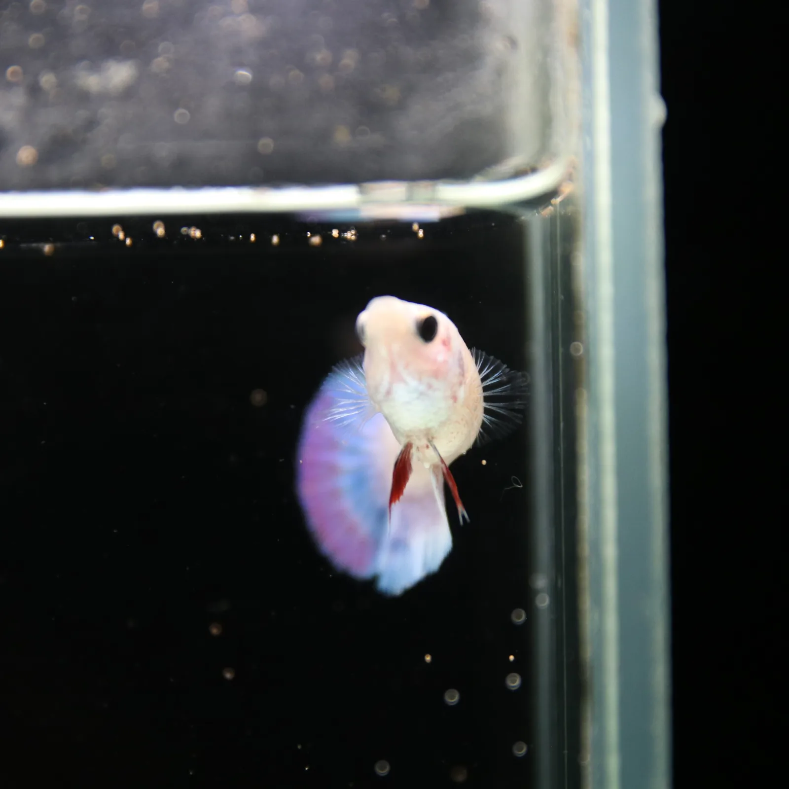 Platinum Blue Red Fancy Halfmoon Rosetail Female Betta Fish media 12