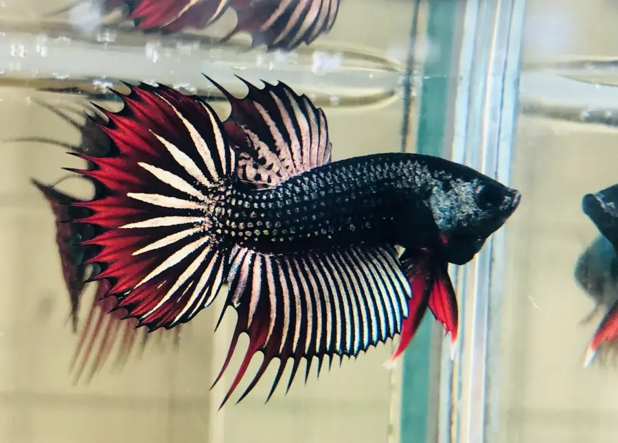 Imbelis Wild Betta - Crown-Tail Hybrid