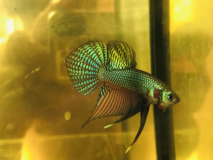 Isan Guitar Betta smaragdina sp. Guitar) i