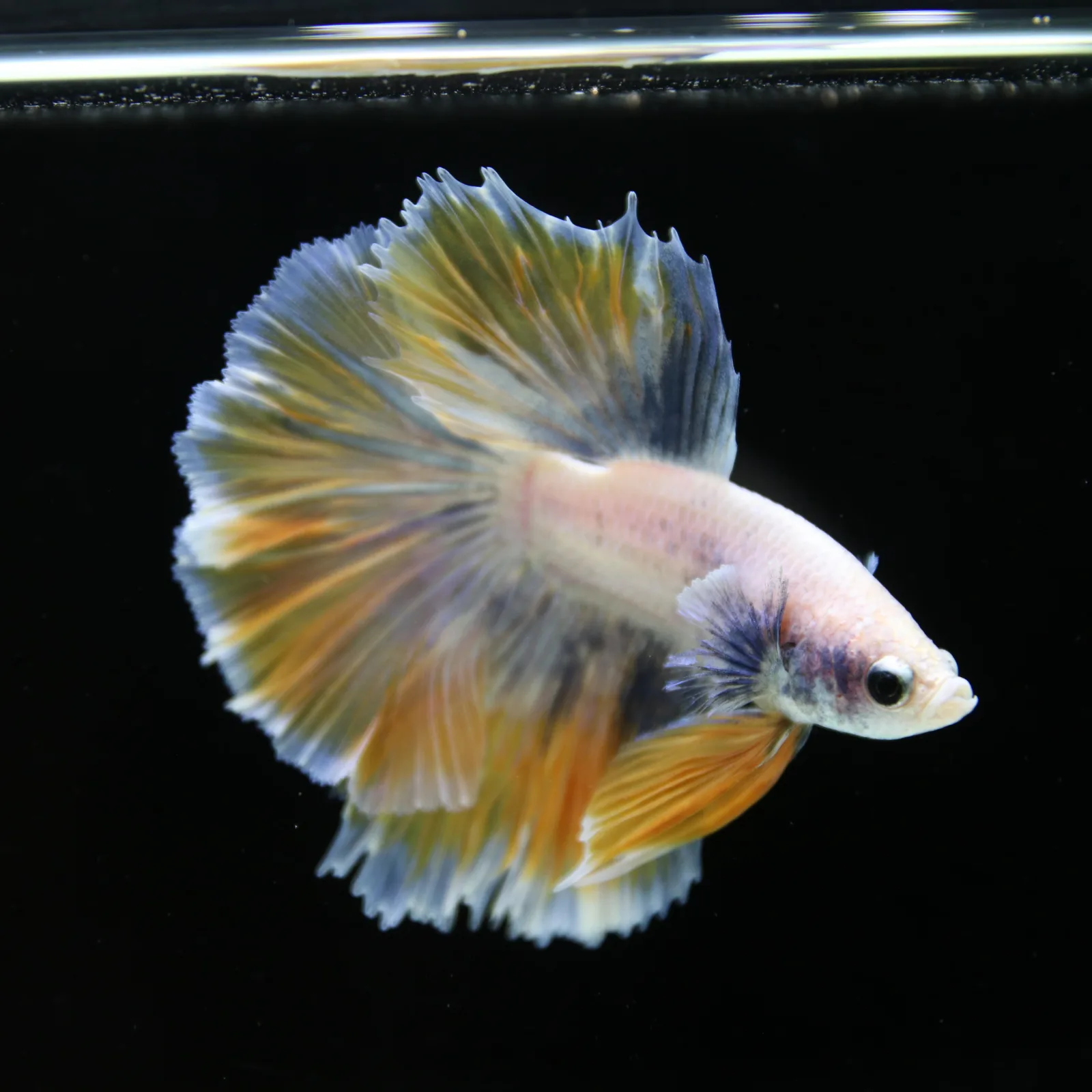 Pastel Yellow Lavender Halfmoon Betta Male – Show Grade Live Betta Fish media 4
