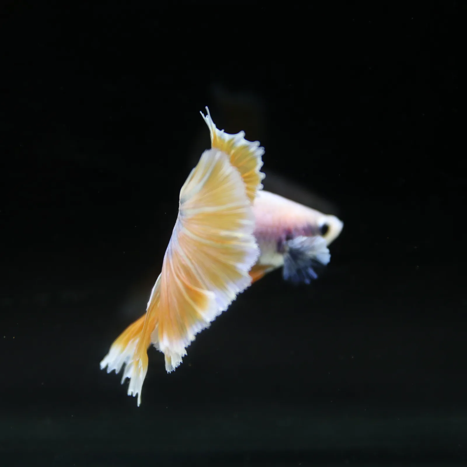 Pastel Yellow Lavender Halfmoon Betta Male – Show Grade Live Betta Fish media 10