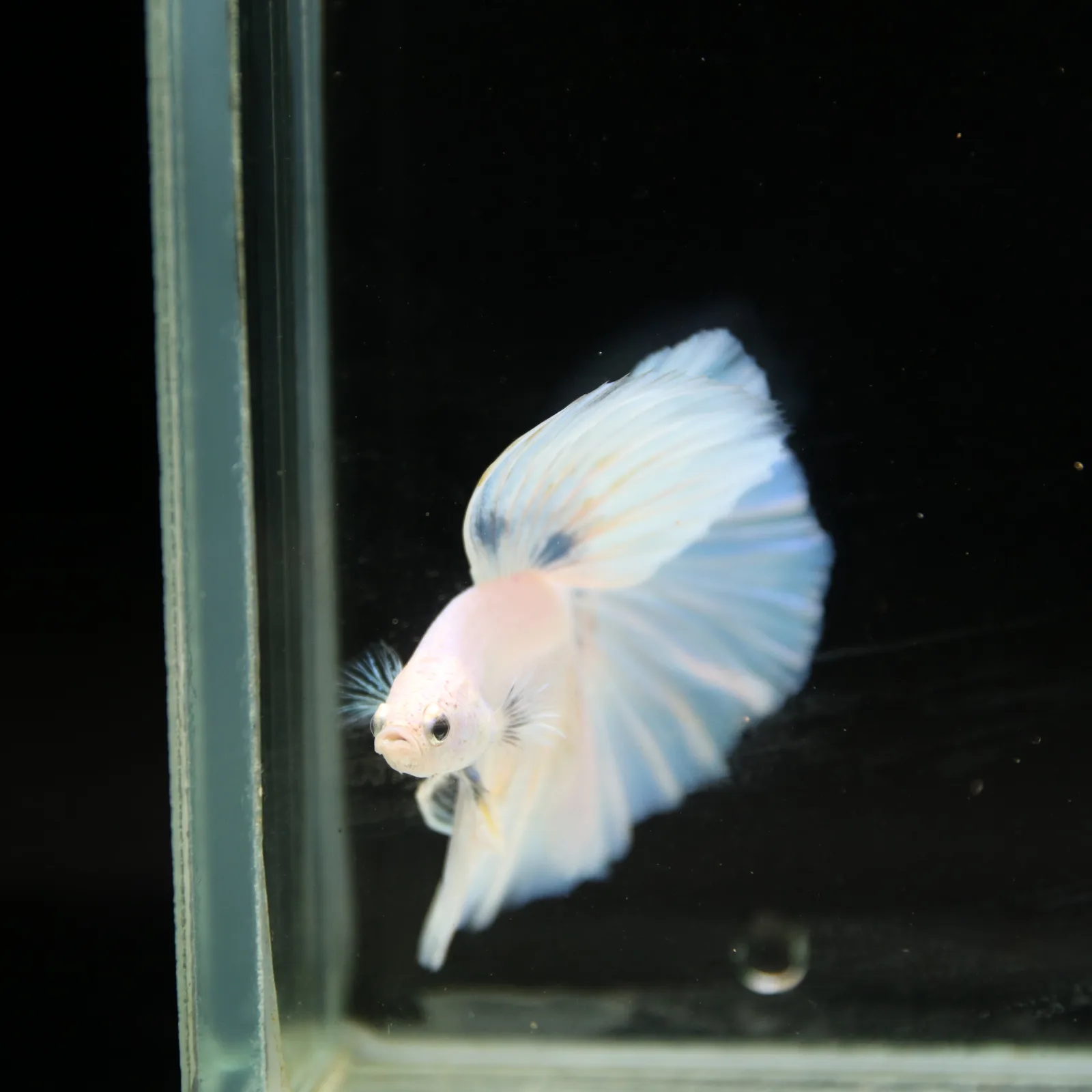 Pearl Ice Blue Halfmoon Betta Male – Premium Live Betta Fish from Thailand media 11