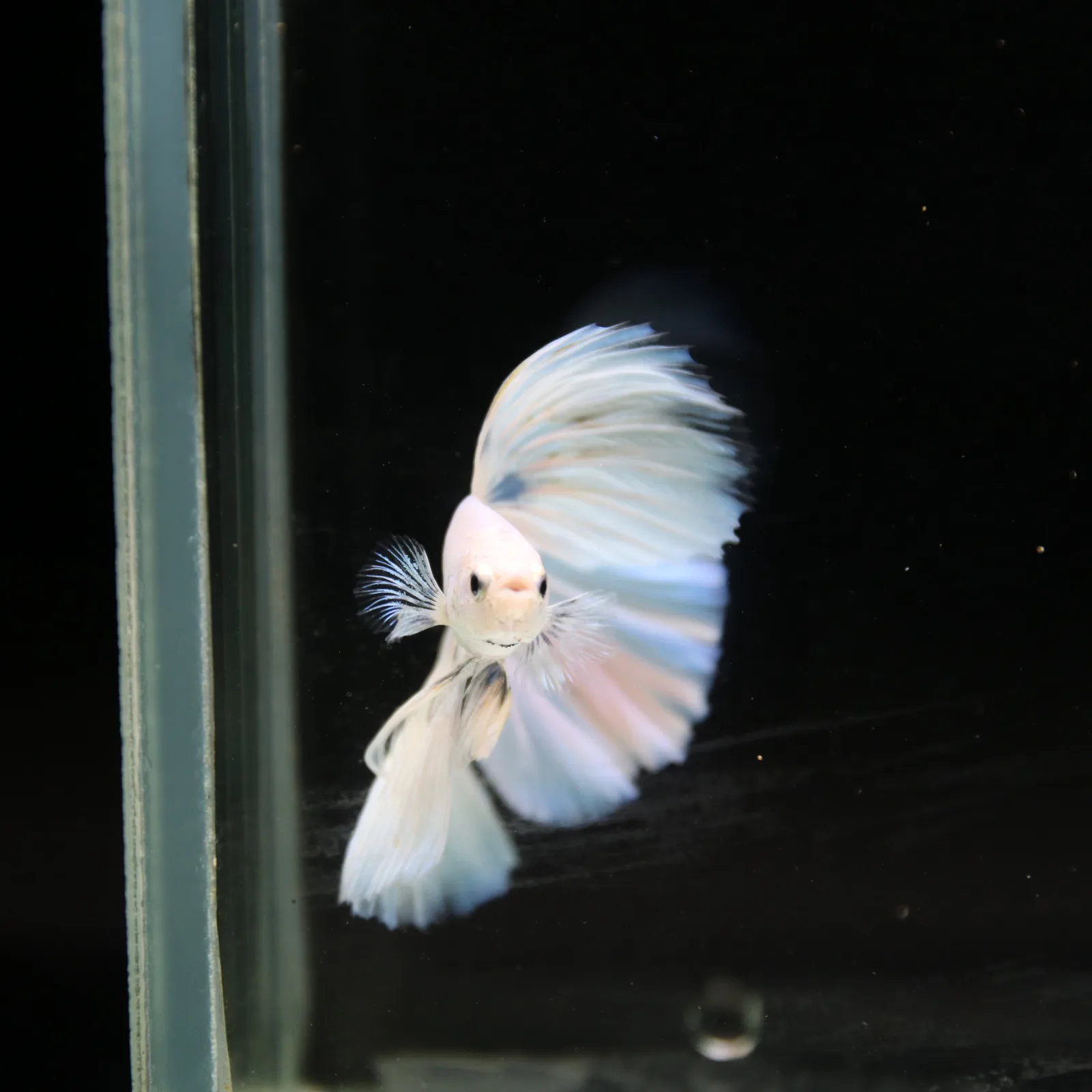 Pearl Ice Blue Halfmoon Betta Male – Premium Live Betta Fish from Thailand media 12