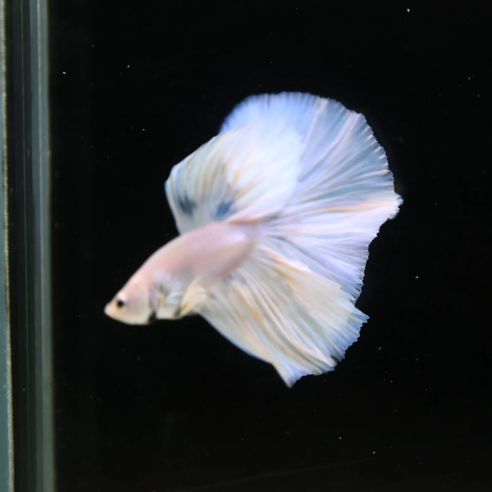 Pearl Ice Blue Halfmoon Betta Male – Premium Live Betta Fish from Thailand media 13