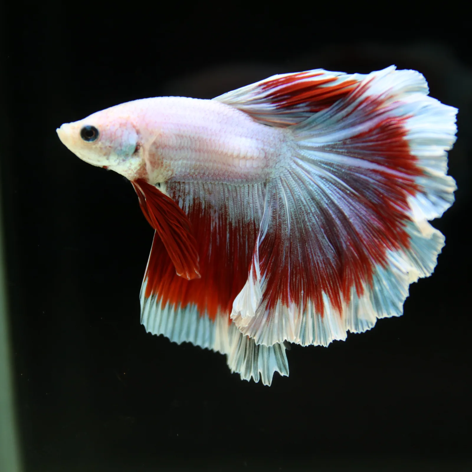 Pearl White Red Butterfly Halfmoon Betta Male – Premium Live Betta Fish media 10
