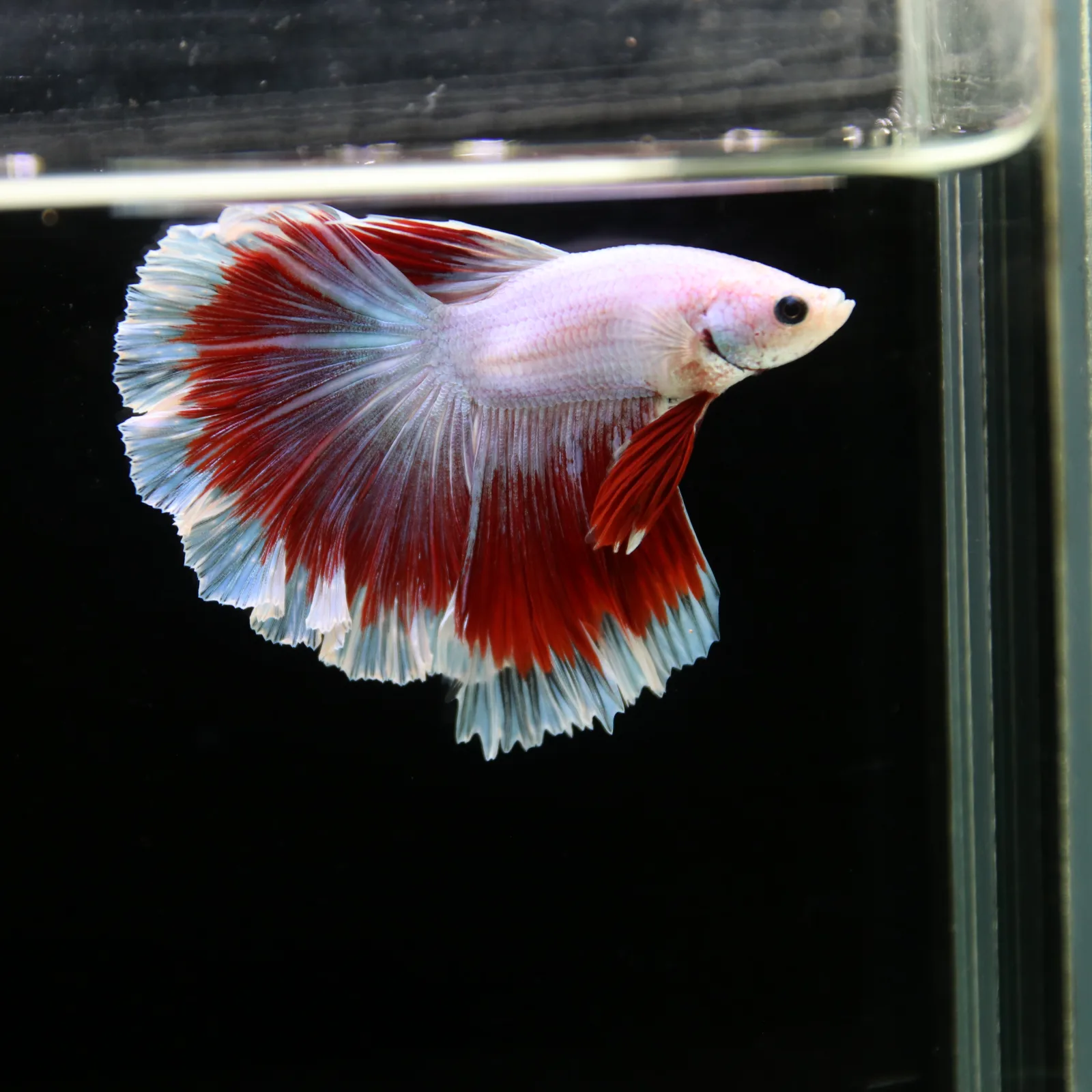 Pearl White Red Butterfly Halfmoon Betta Male – Premium Live Betta Fish media 13