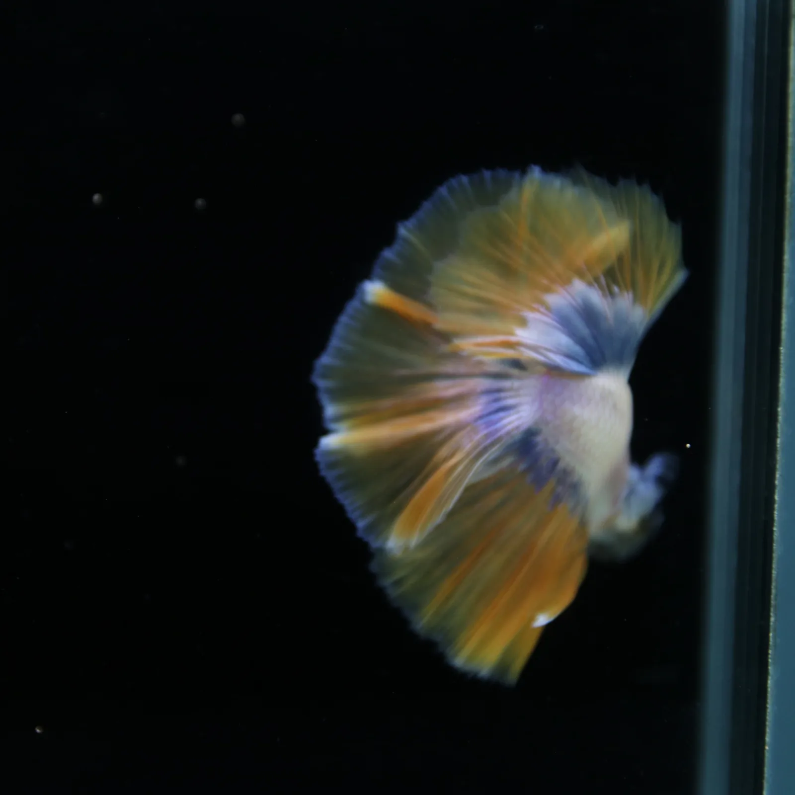 Pearl Golden Lavender Halfmoon Betta Male – Premium Live Betta Fish media 5