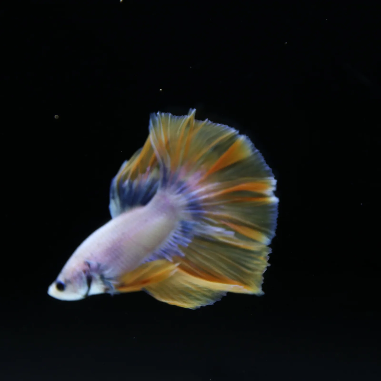 Pearl Golden Lavender Halfmoon Betta Male – Premium Live Betta Fish media 7