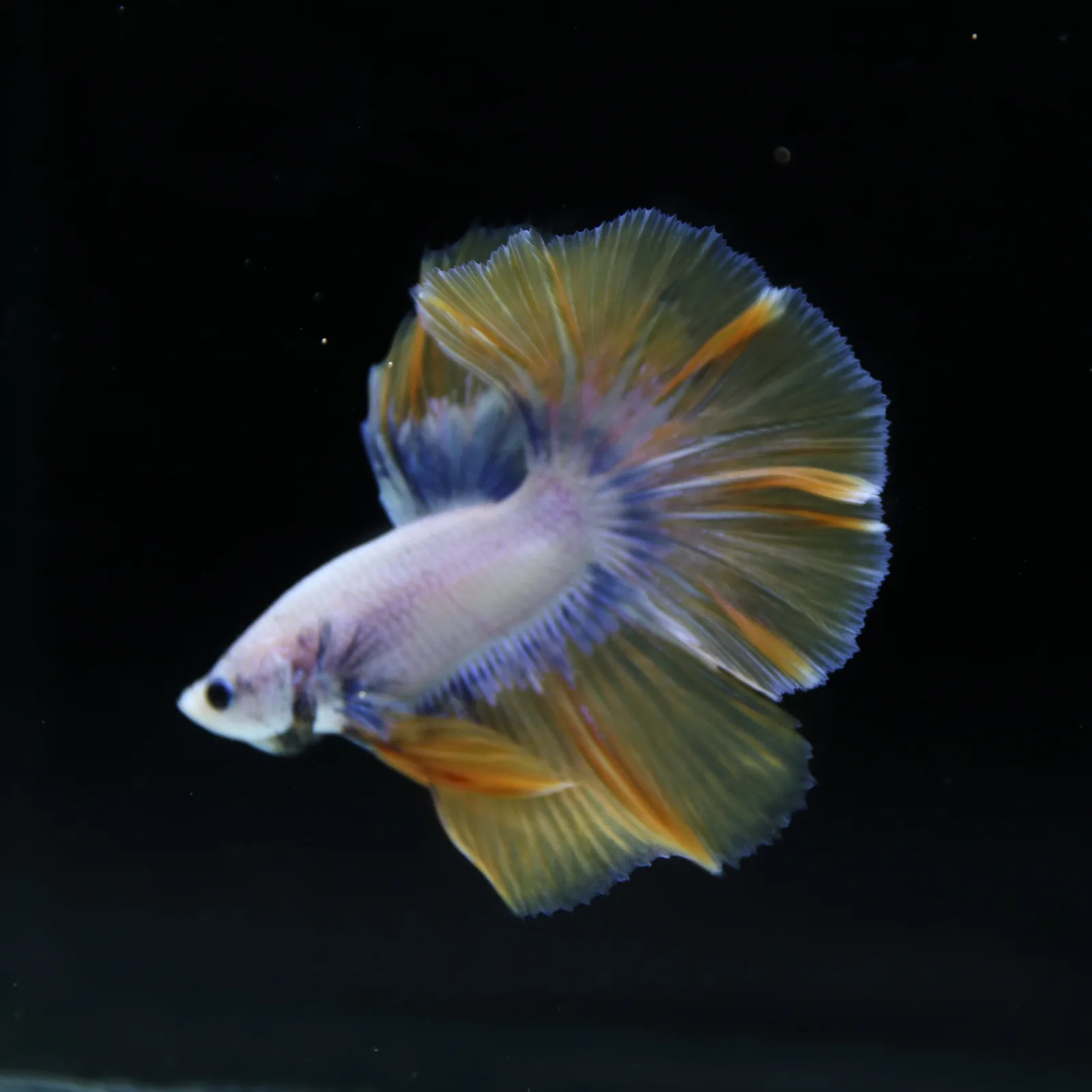 Pearl Golden Lavender Halfmoon Betta Male – Premium Live Betta Fish media 8