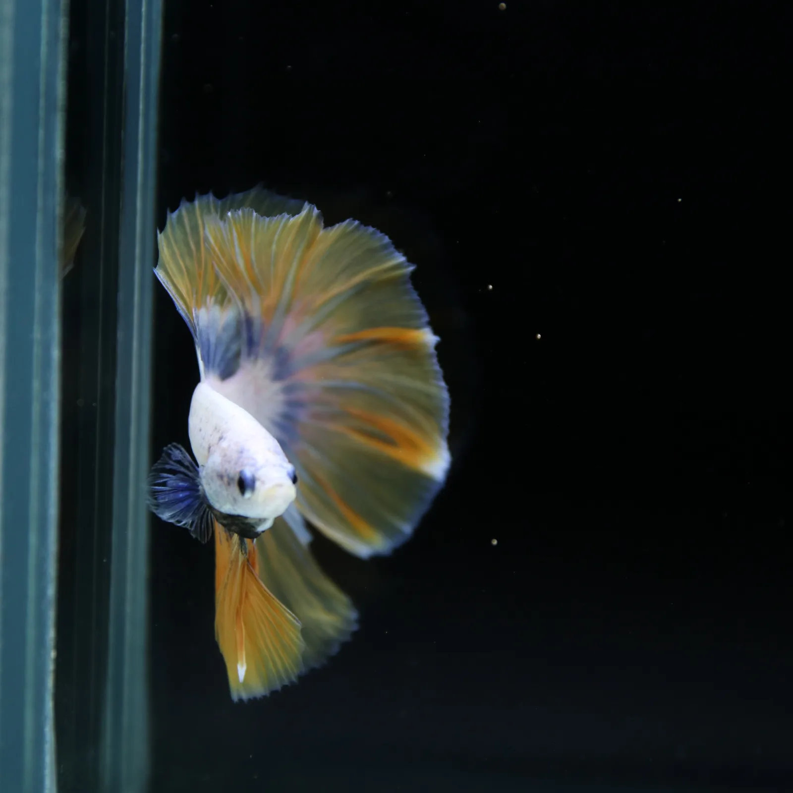 Pearl Golden Lavender Halfmoon Betta Male – Premium Live Betta Fish media 10