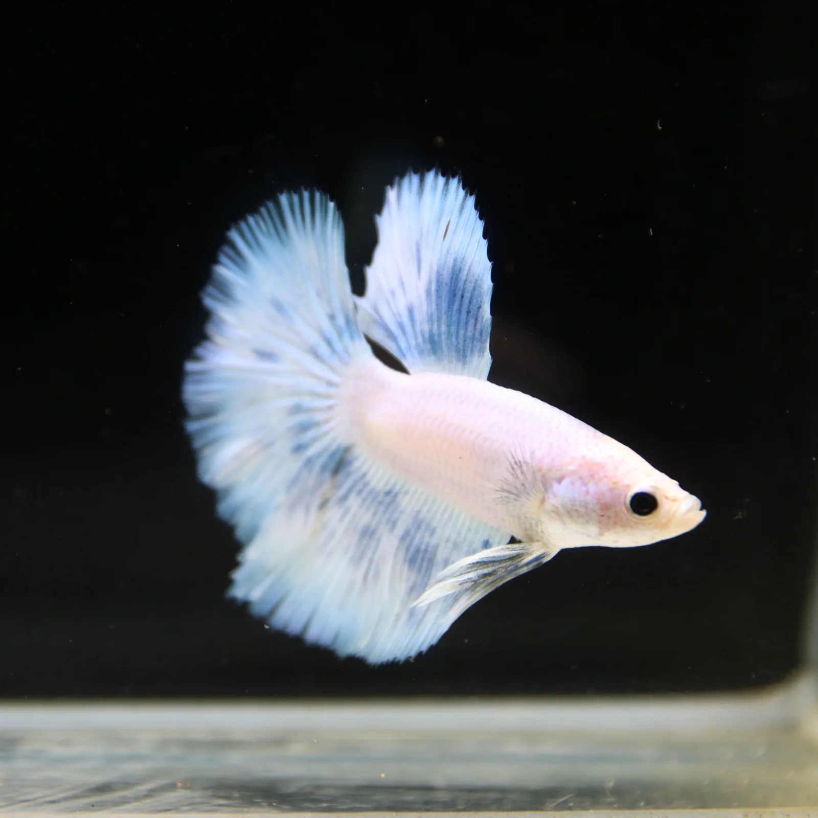 Pearl Ice Blue Halfmoon Betta Male – Premium Live Betta Fish media 4