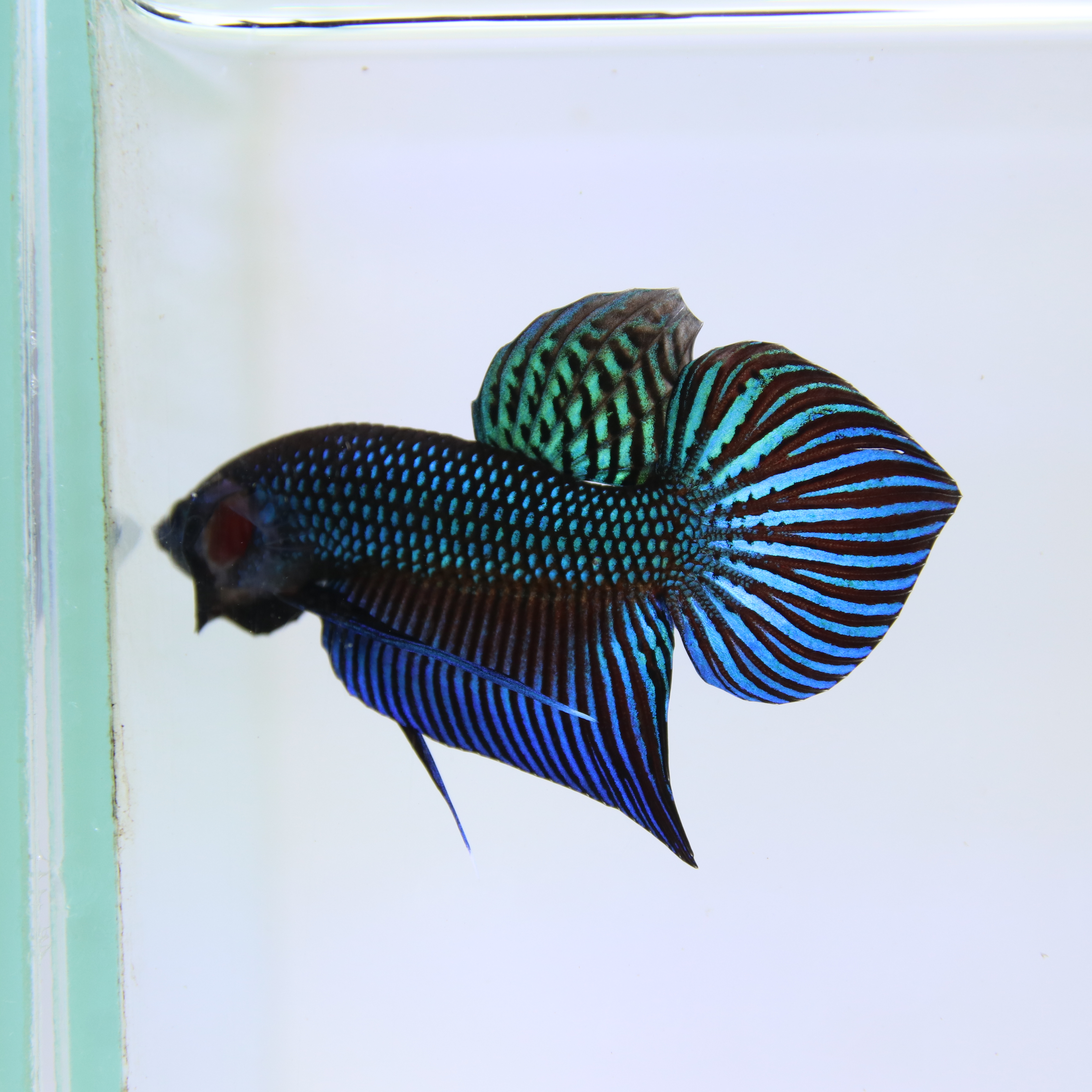 Mahachaiensis Betta media 9