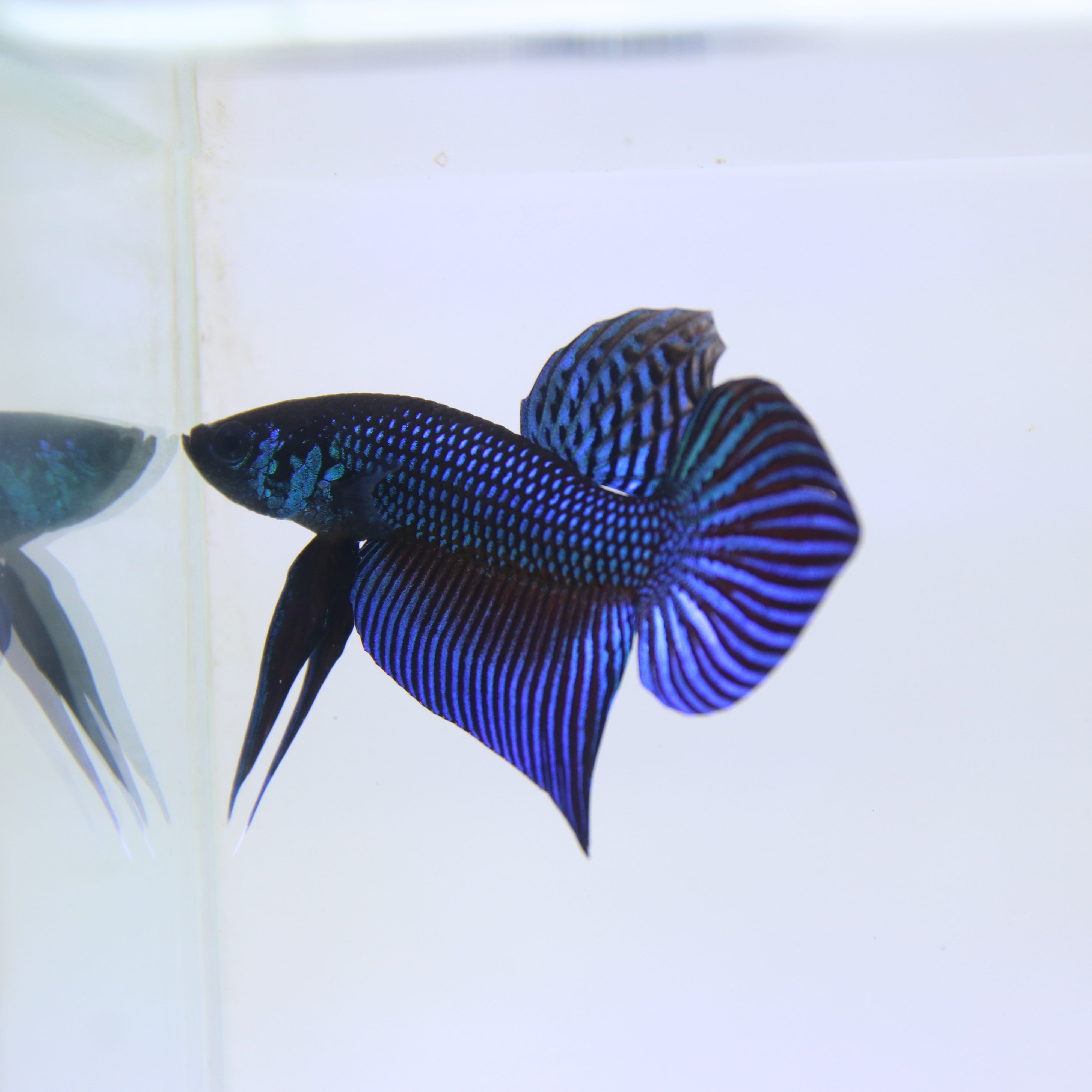 Mahachaiensis Betta media 3