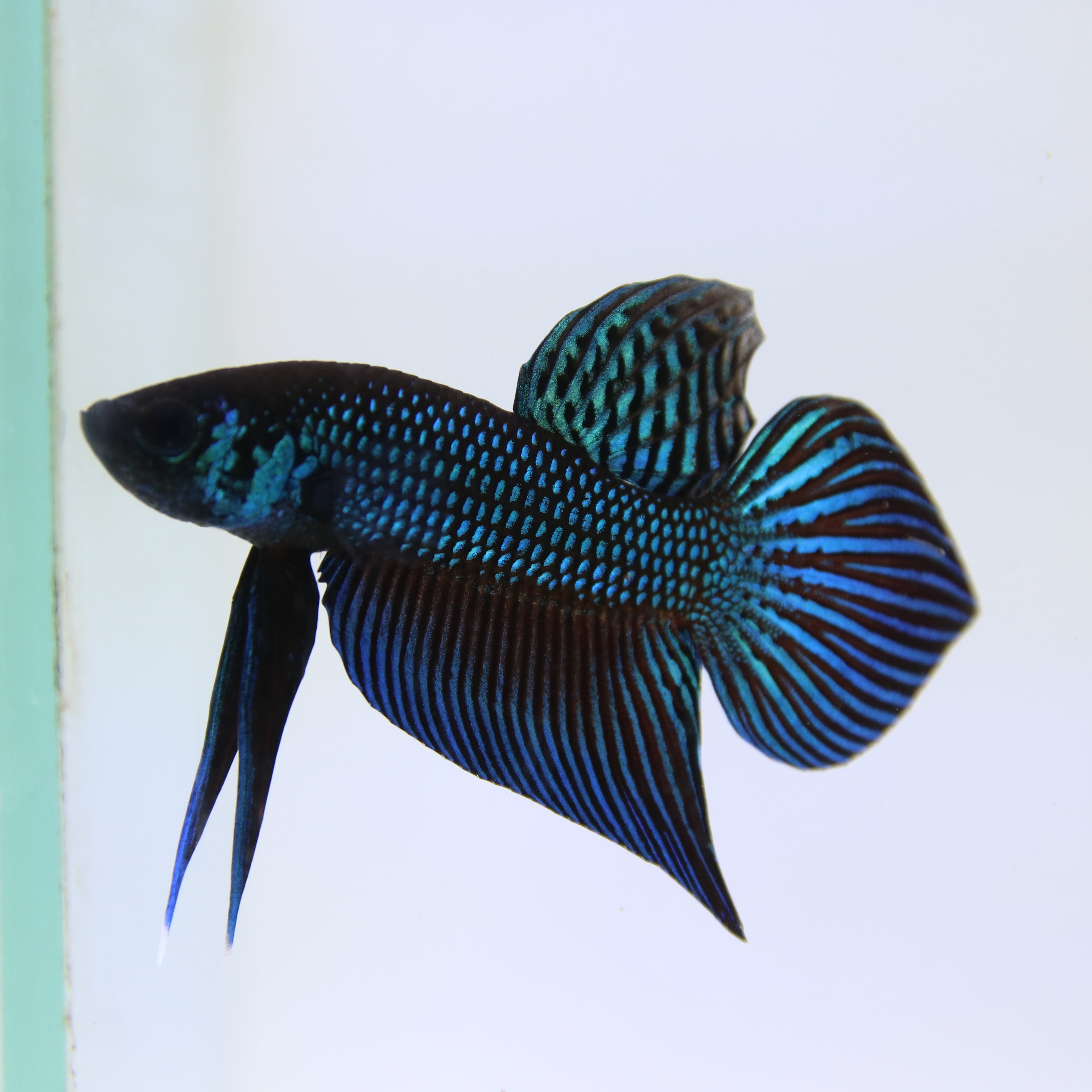 Mahachaiensis Betta media 5