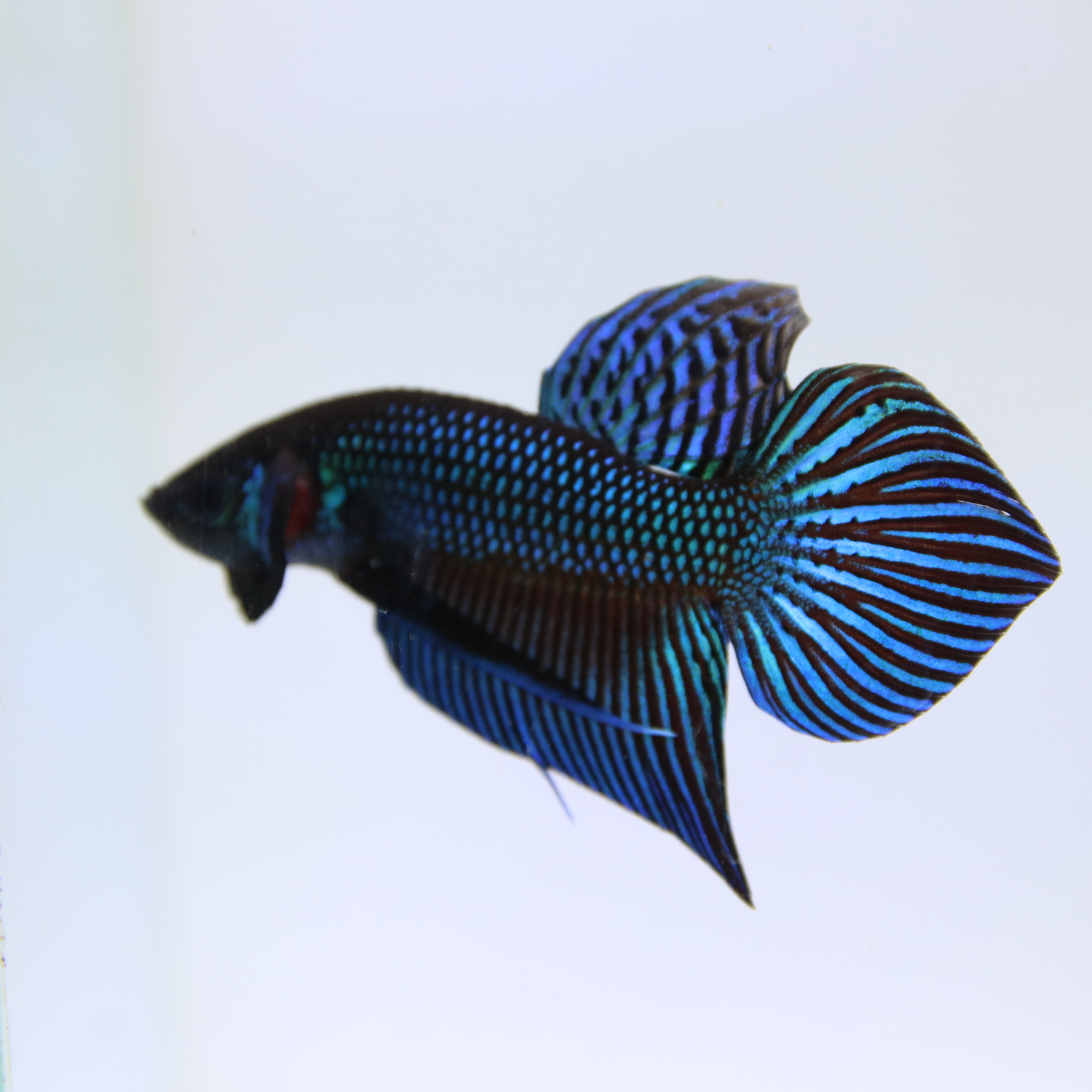 Mahachaiensis Betta media 7