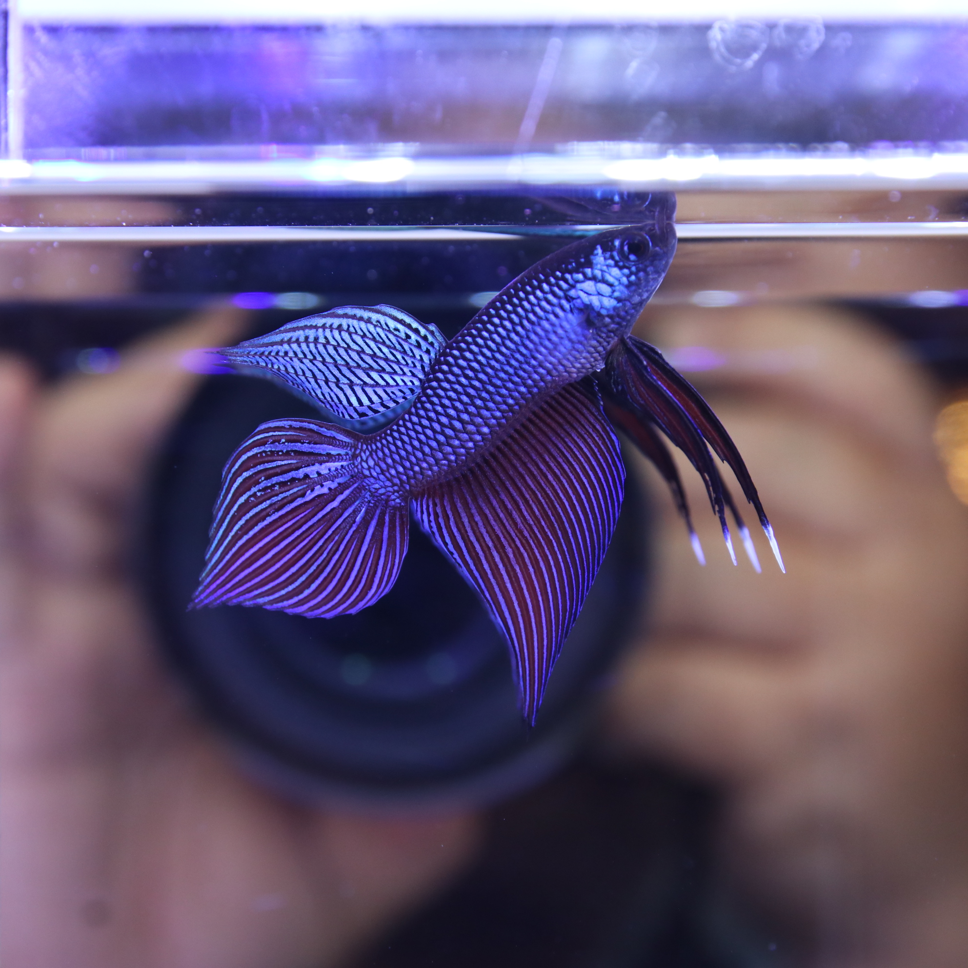 Smaregdina Betta media 7