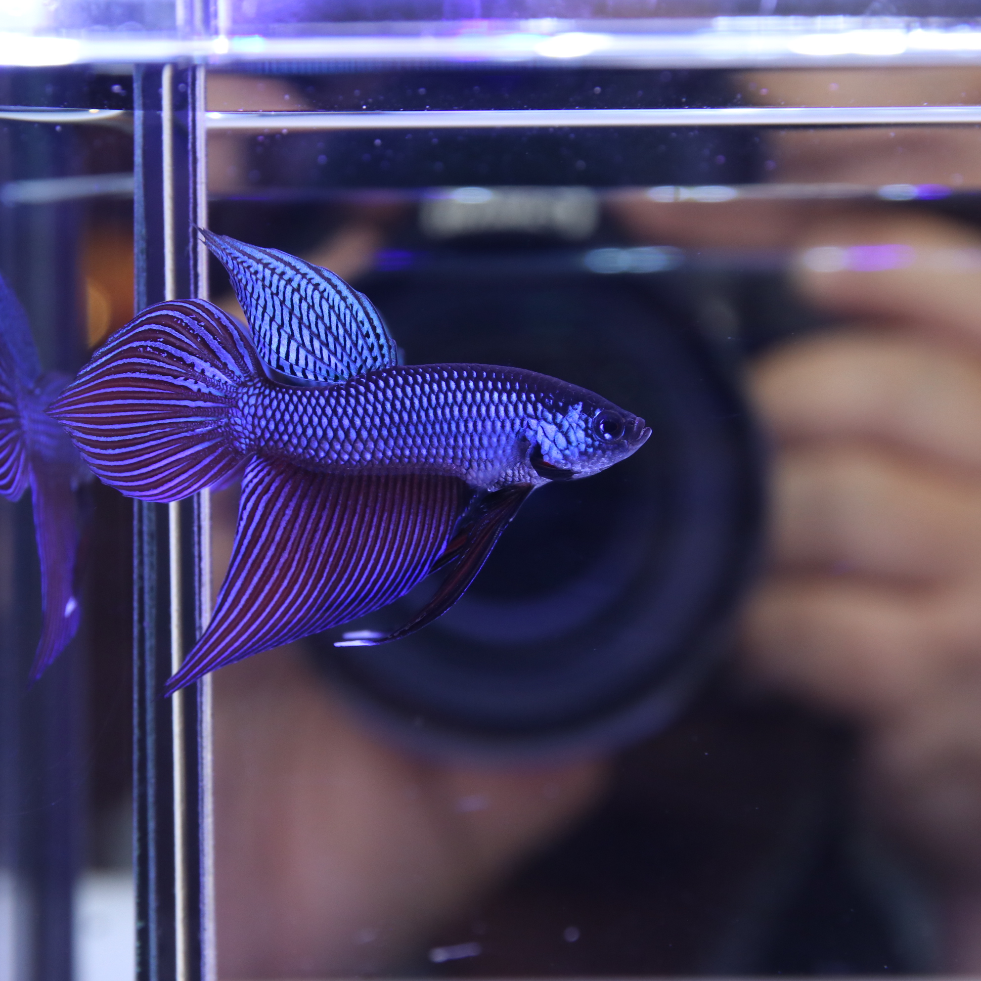 Smaregdina Betta media 5