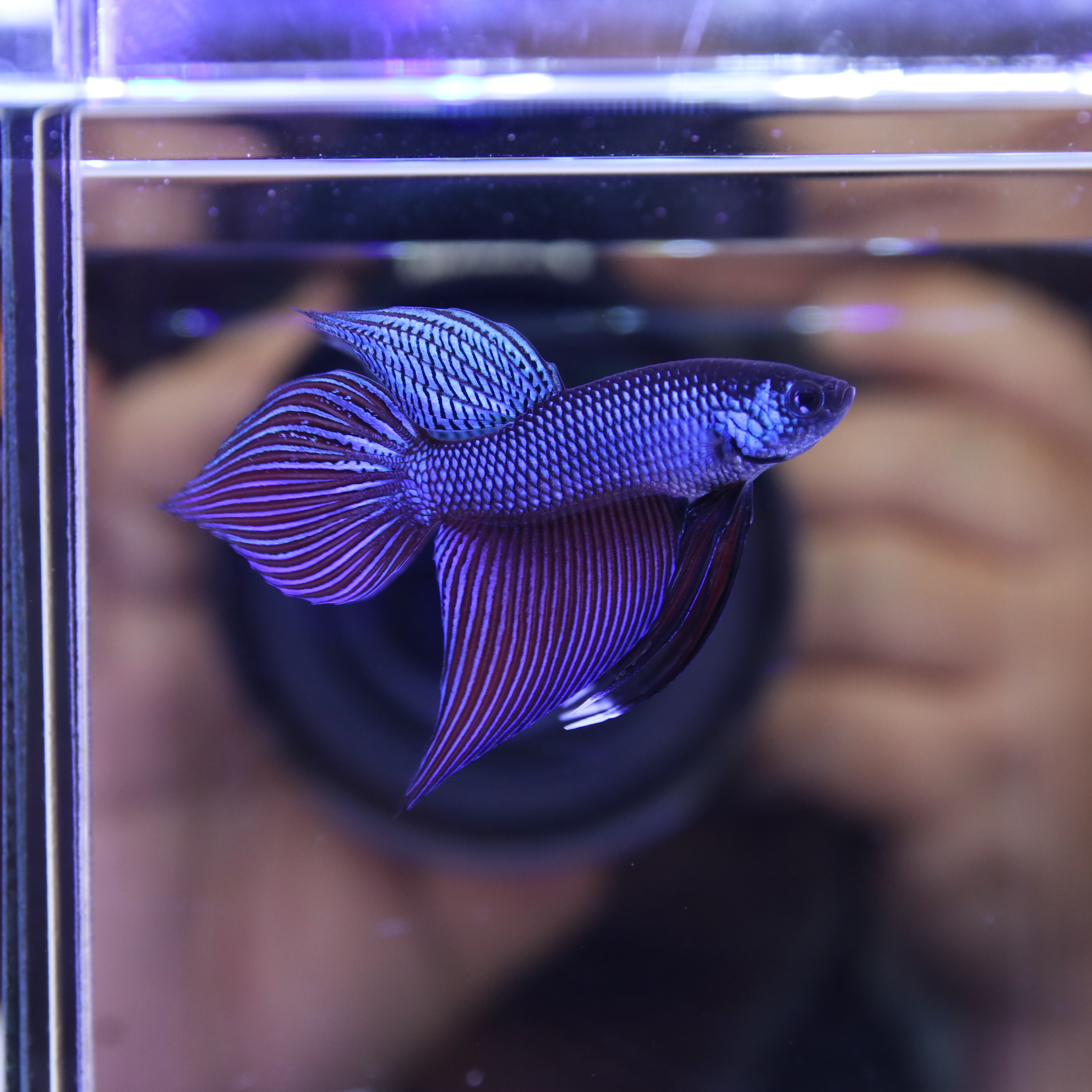 Smaregdina Betta media 6