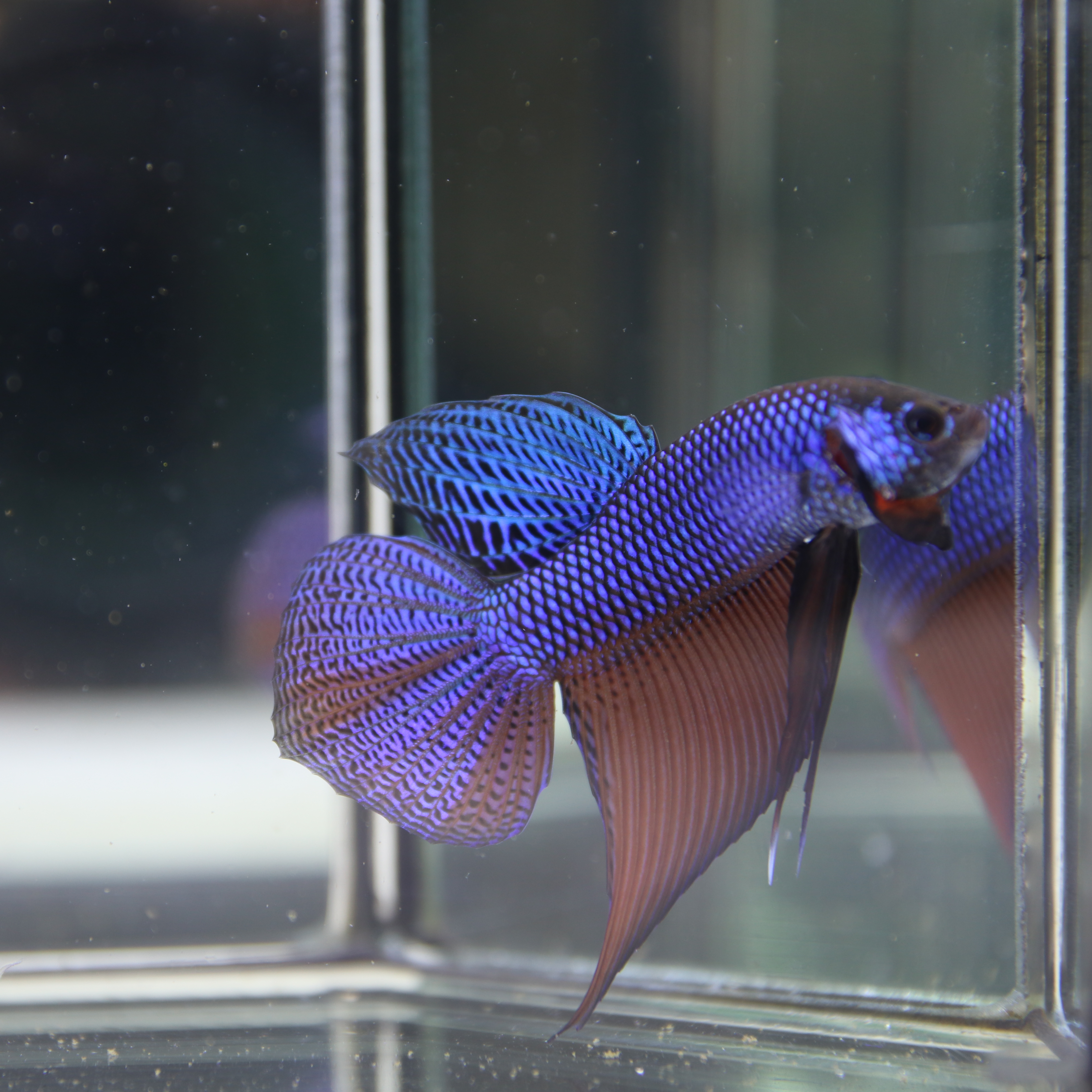 Smaregdina Betta media 9