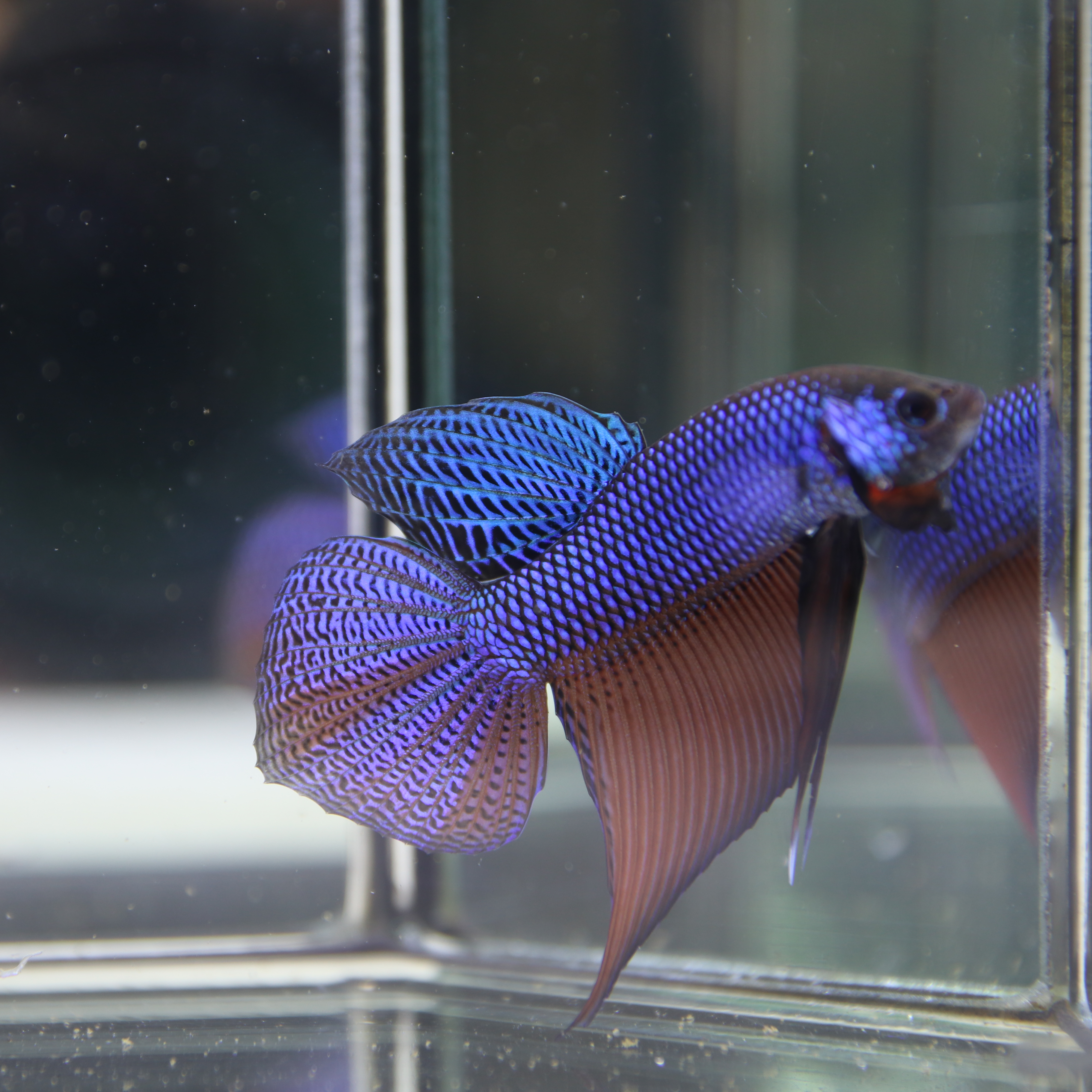 Smaregdina Betta media 8