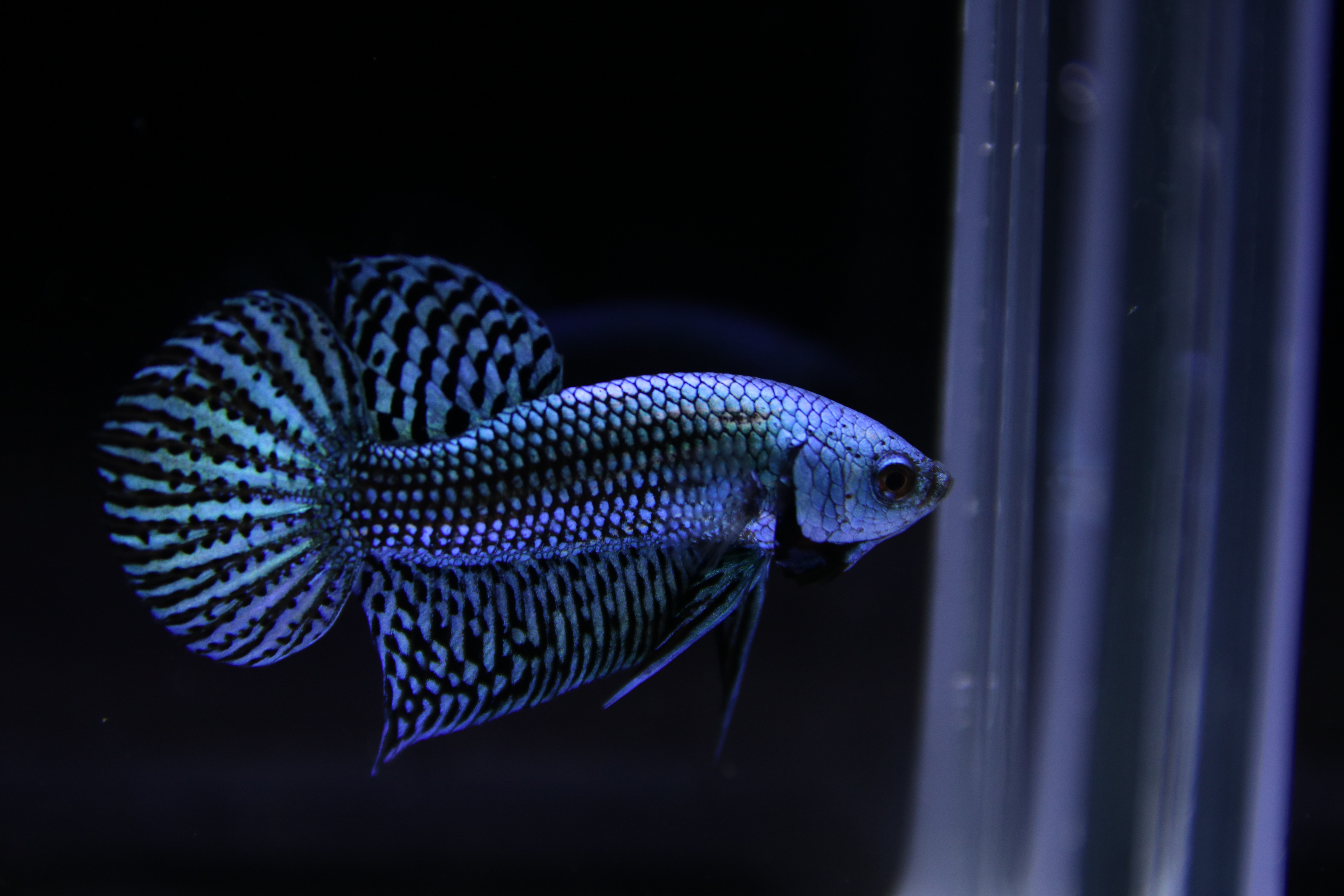 Alien Betta media 5