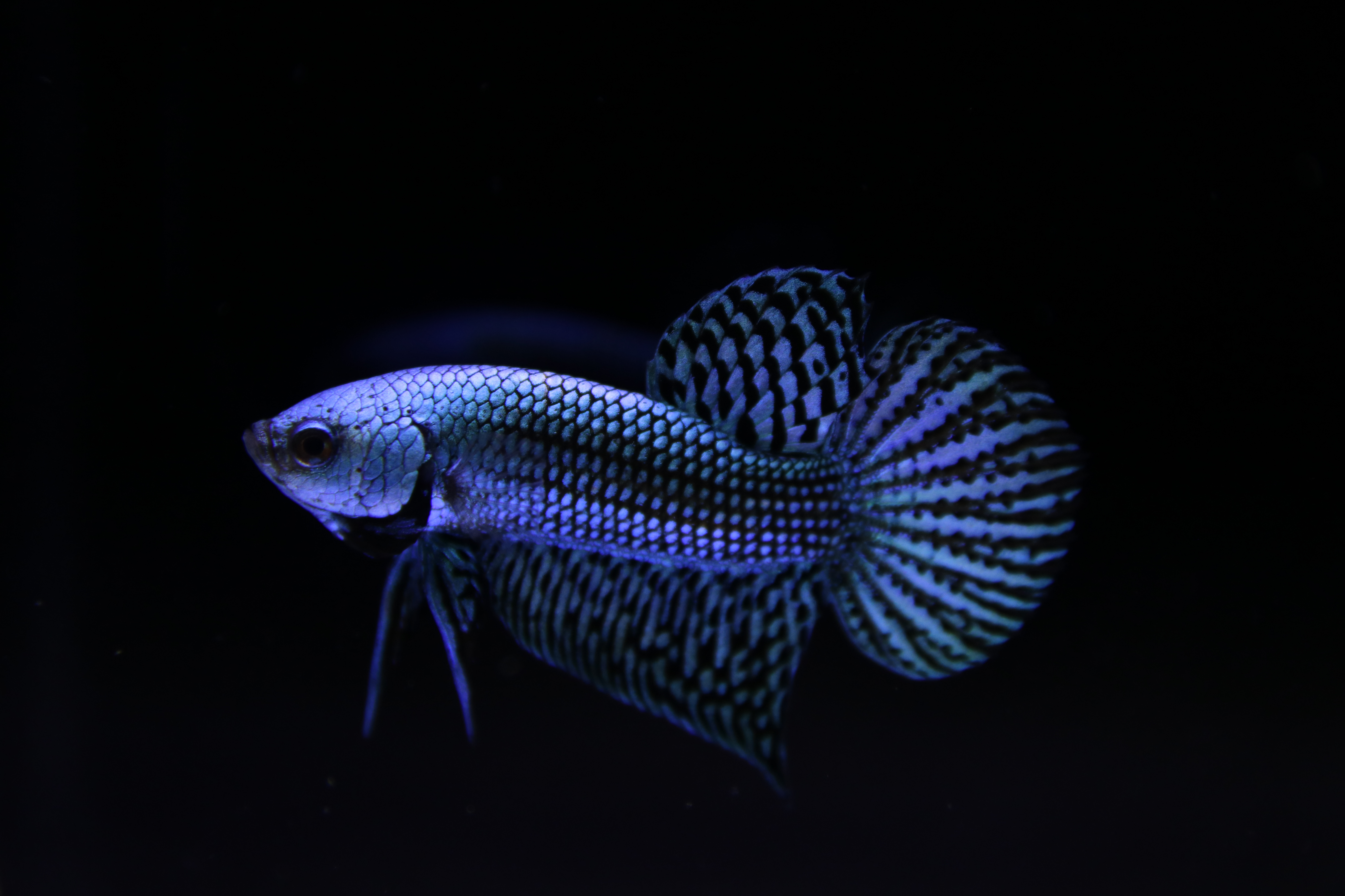 Alien Betta media 6