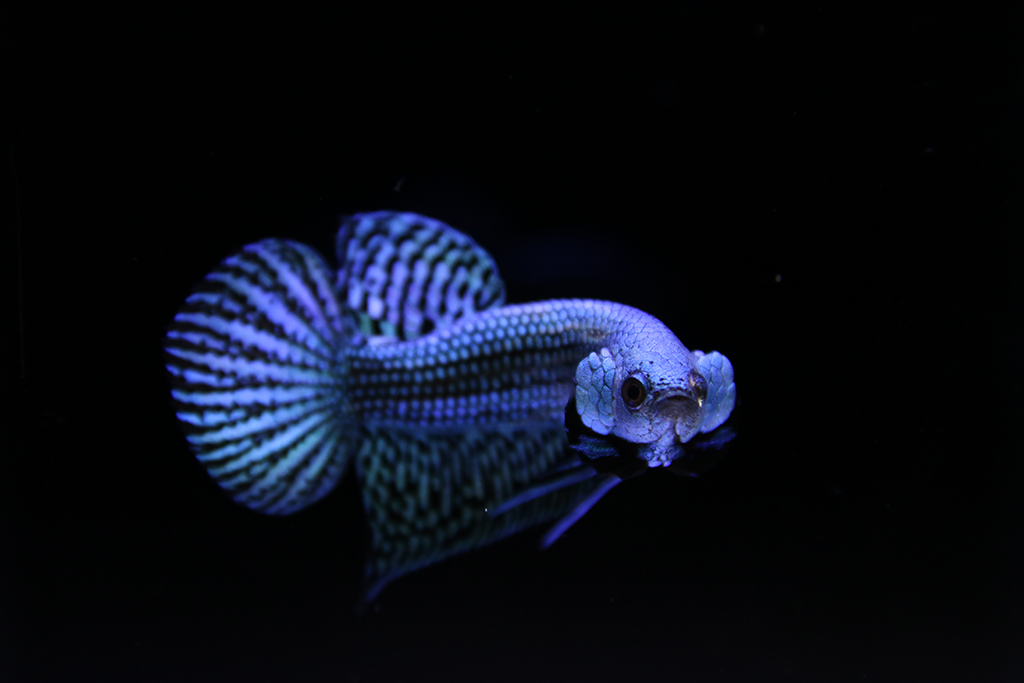 Alien Betta media 8