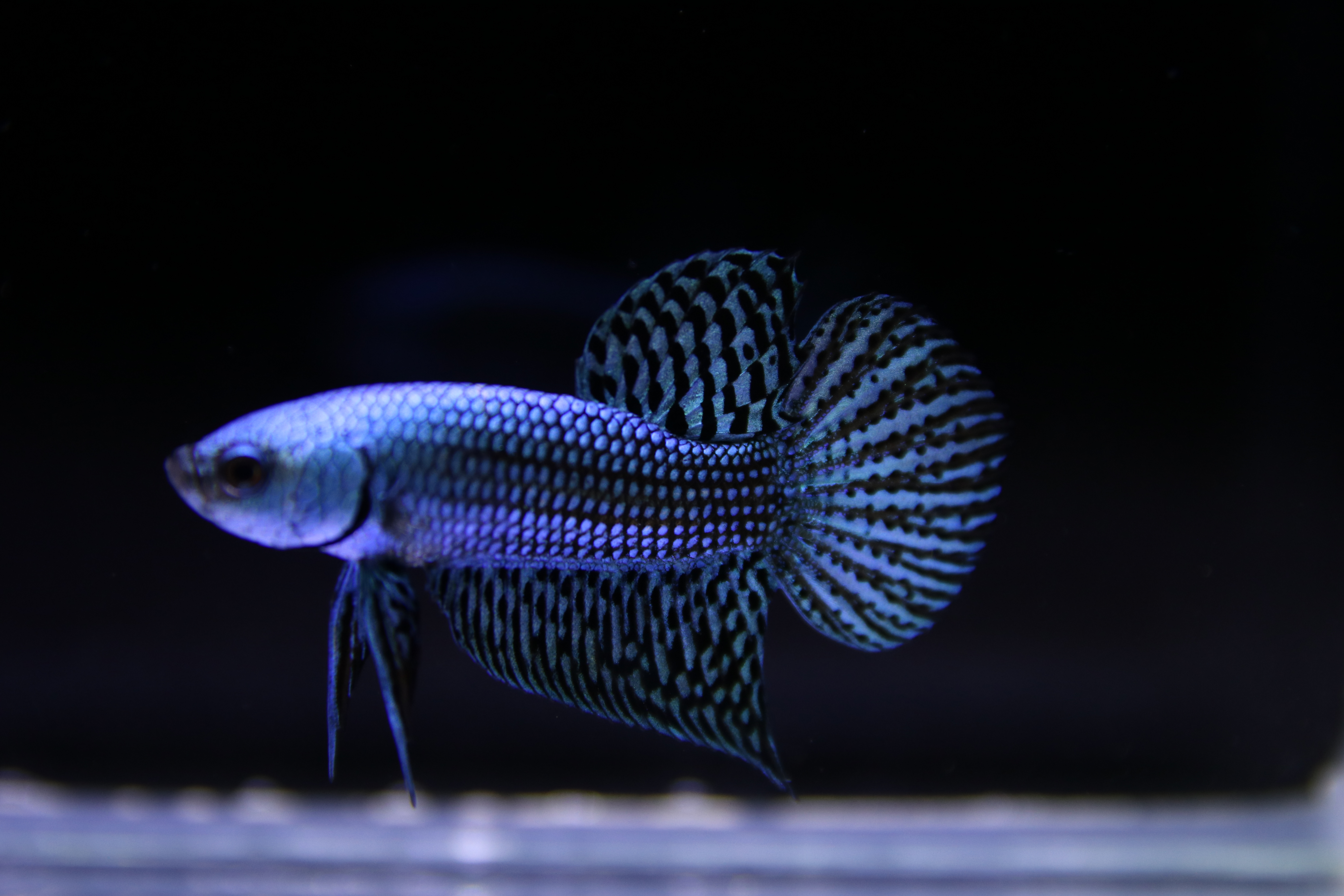 Alien Betta media 3