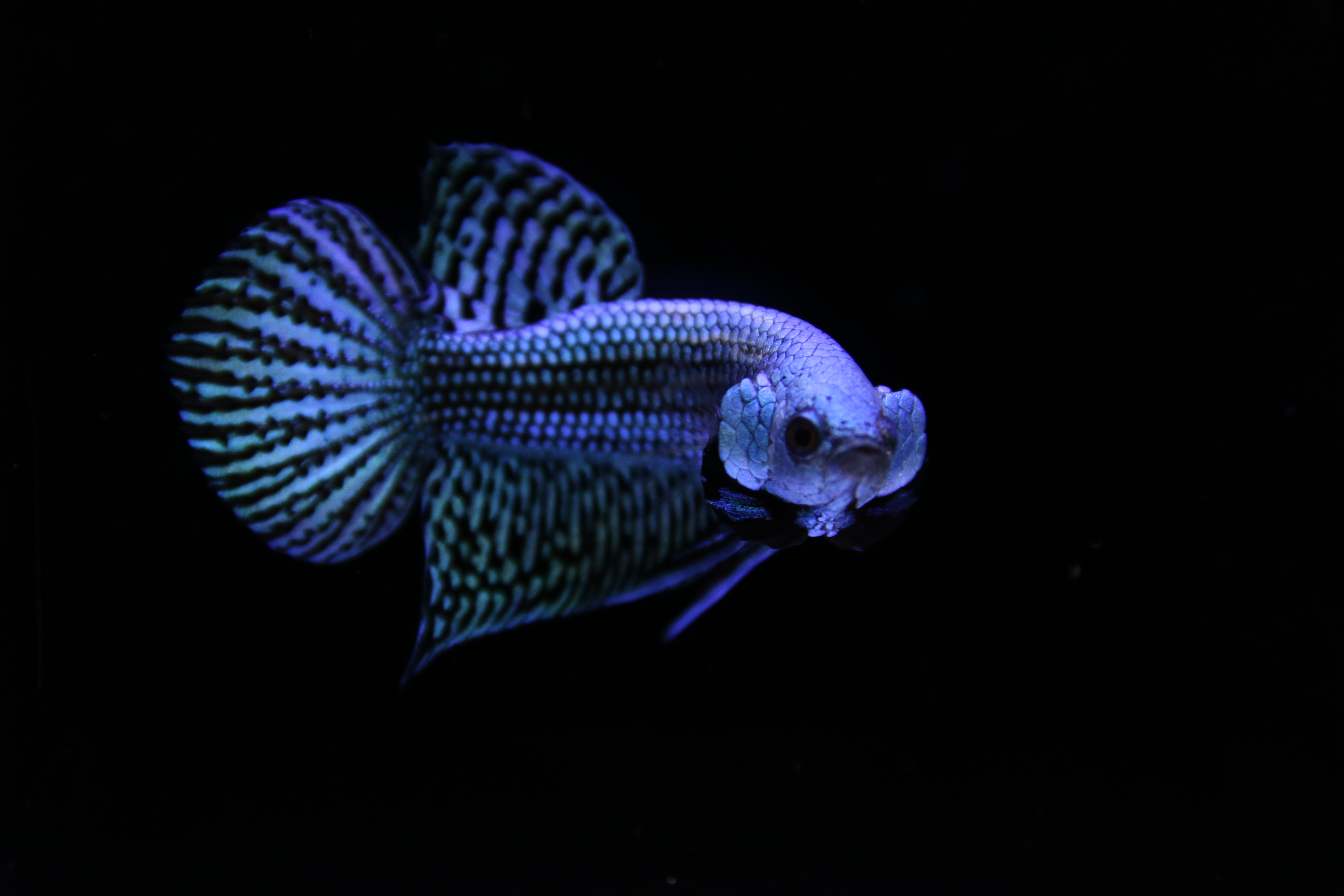 Alien Betta media 6