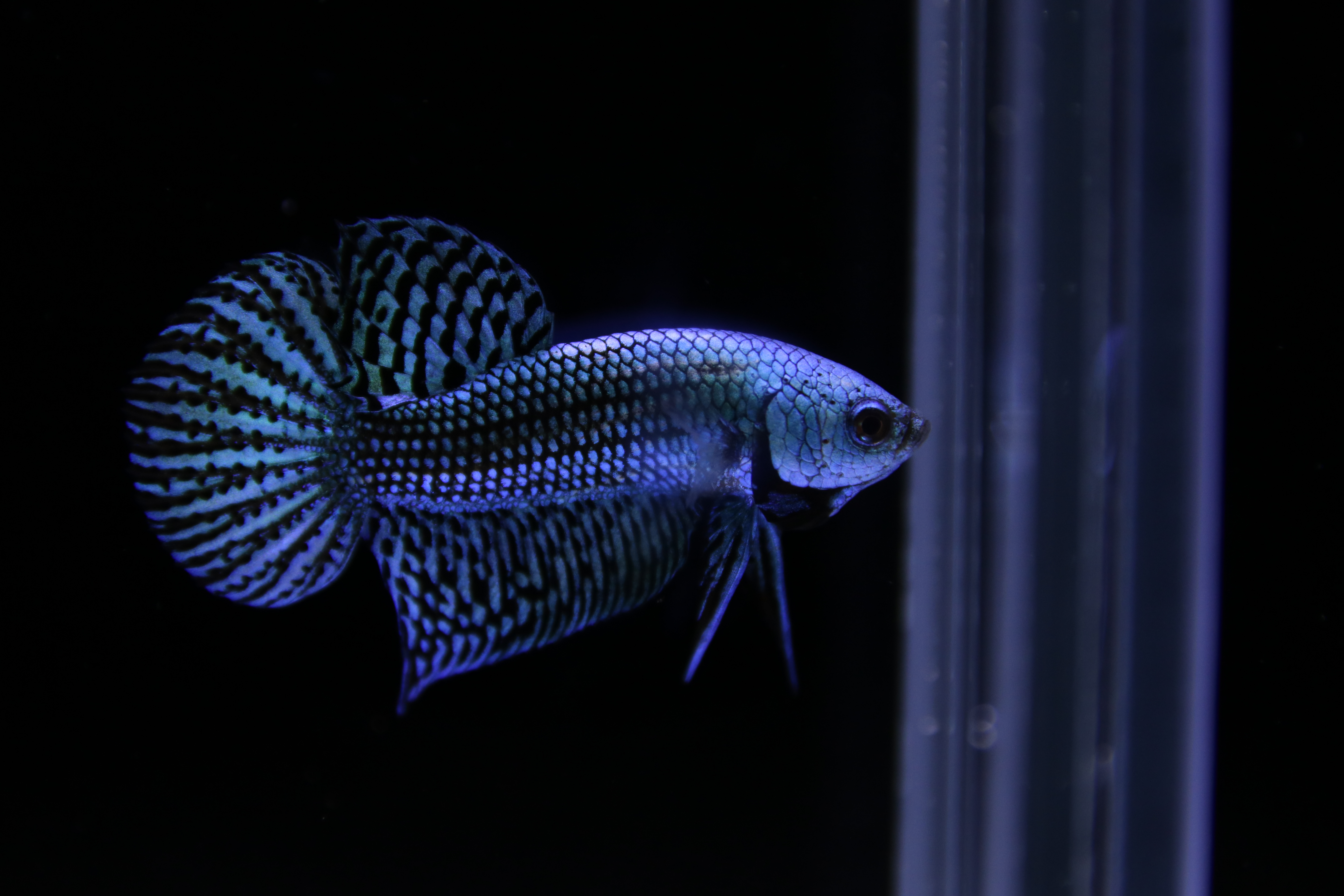 Alien Betta media 7