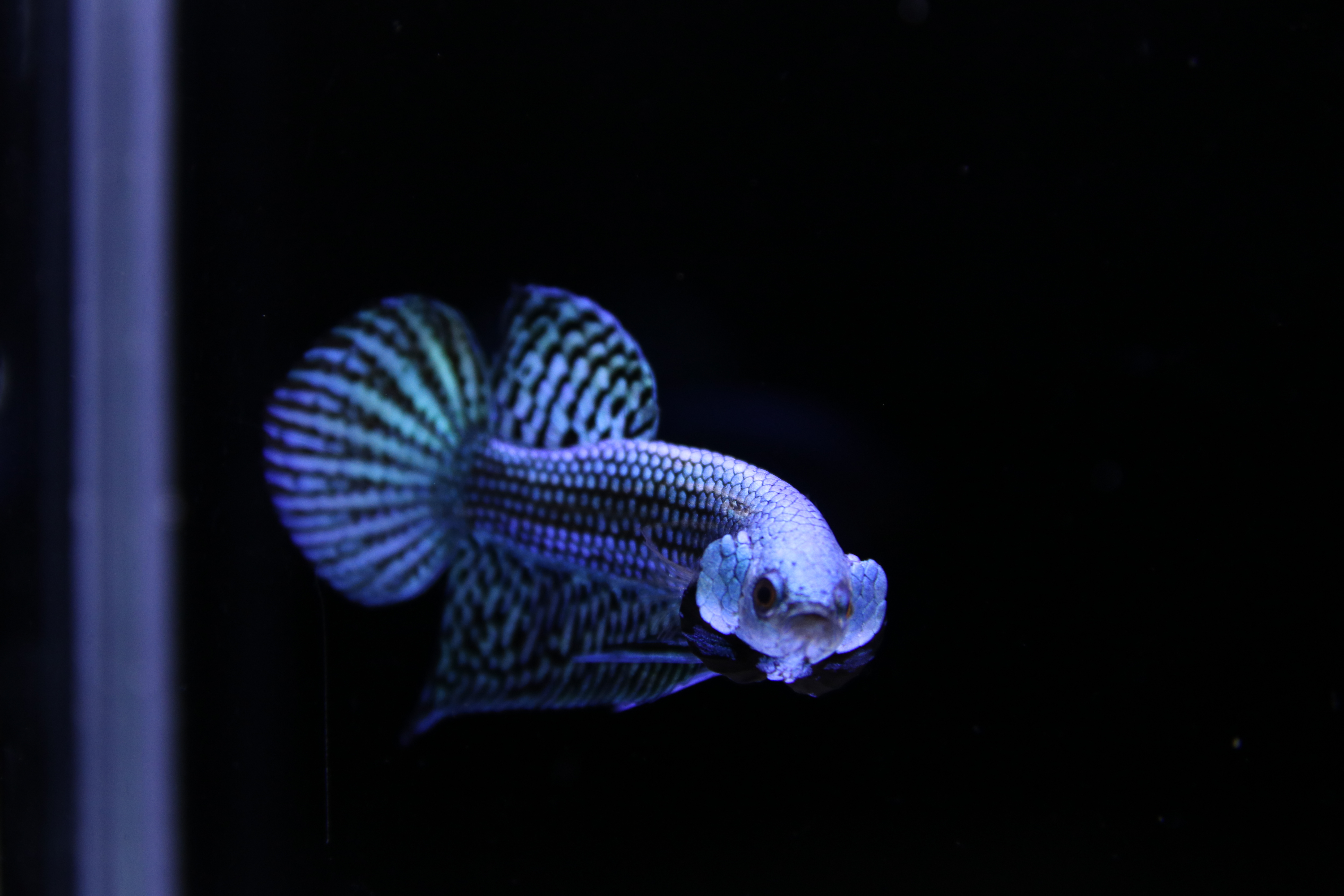 Alien Betta