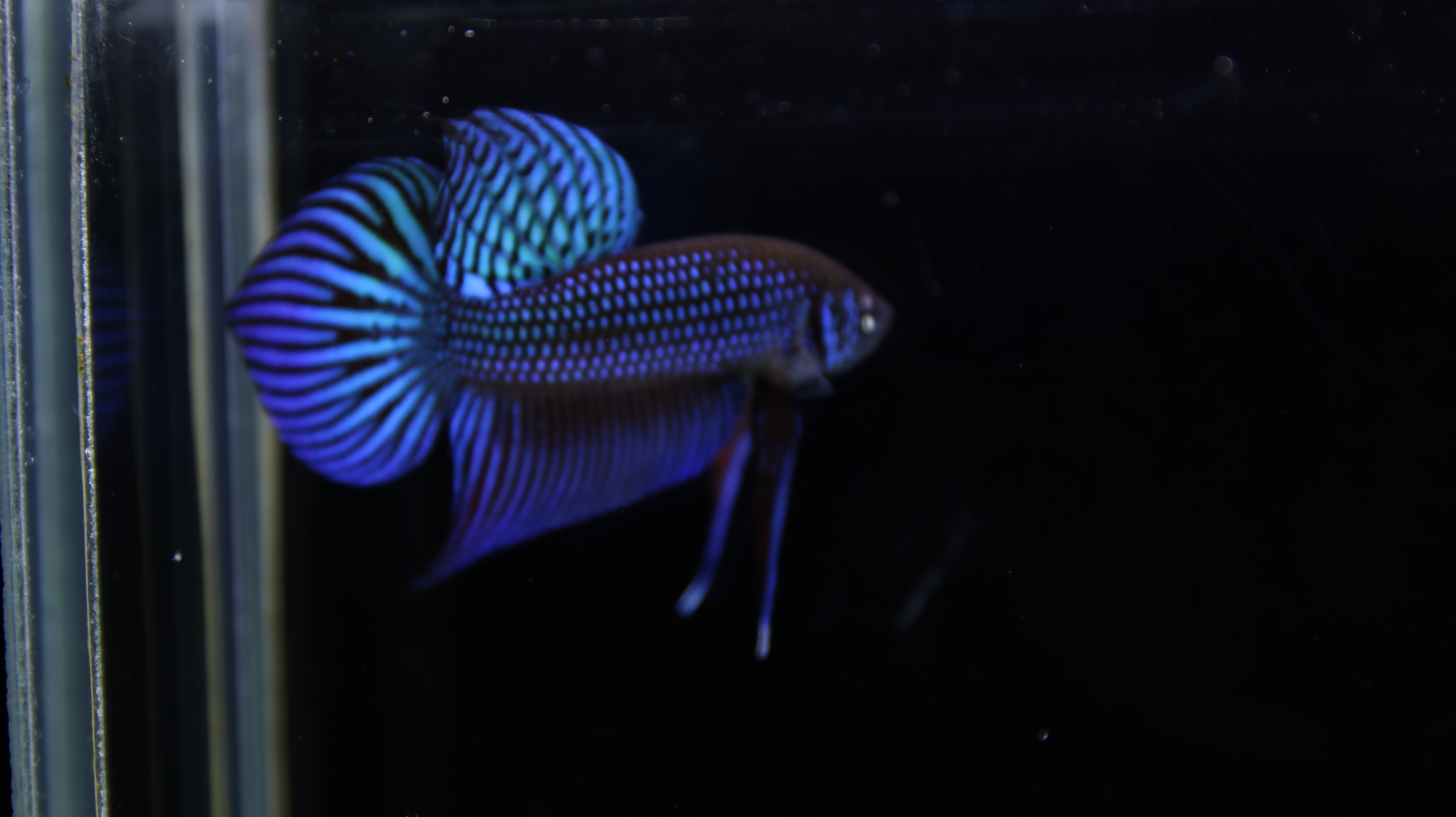 Mahachaiensis Blue media 3