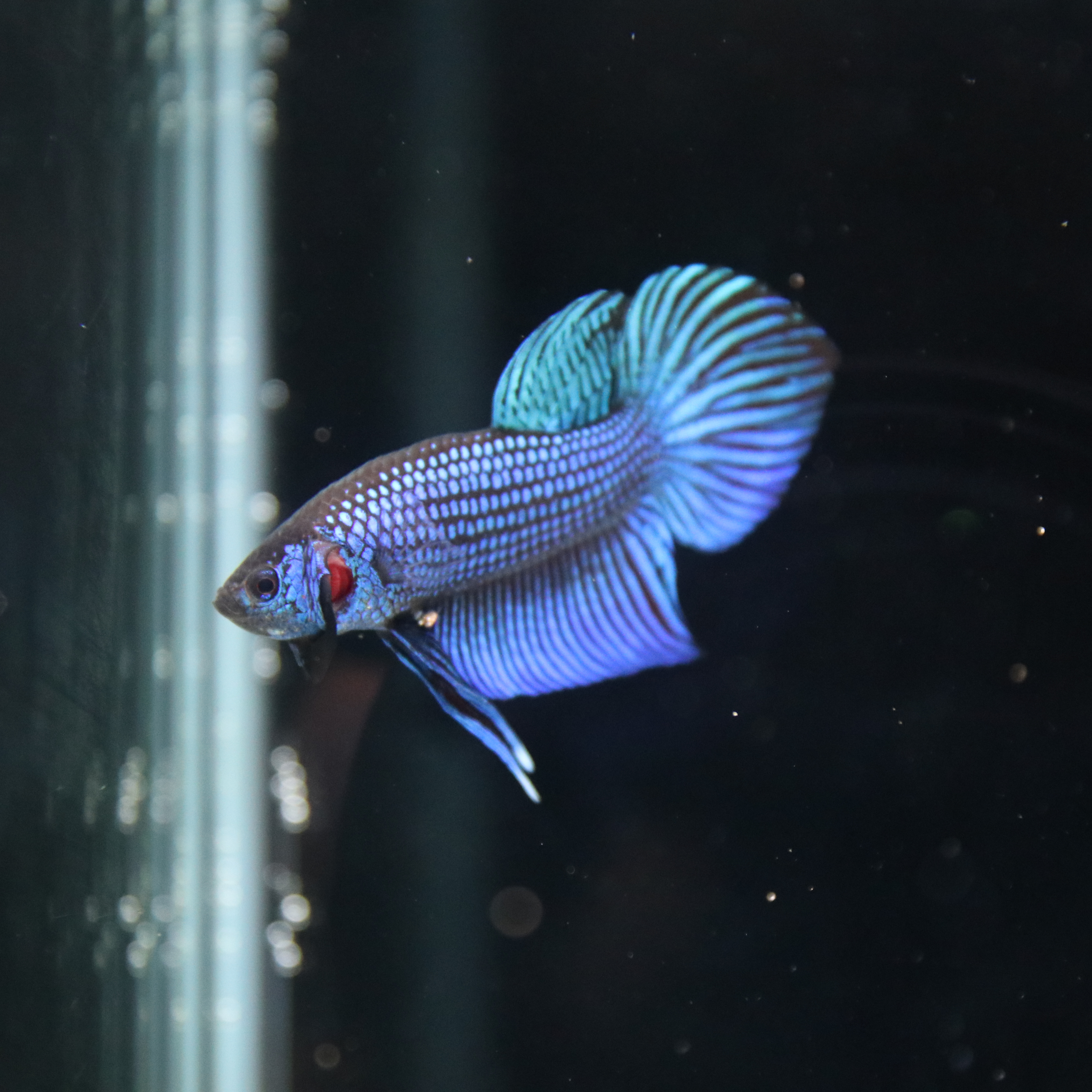 Mahacheiensis Gren media 4