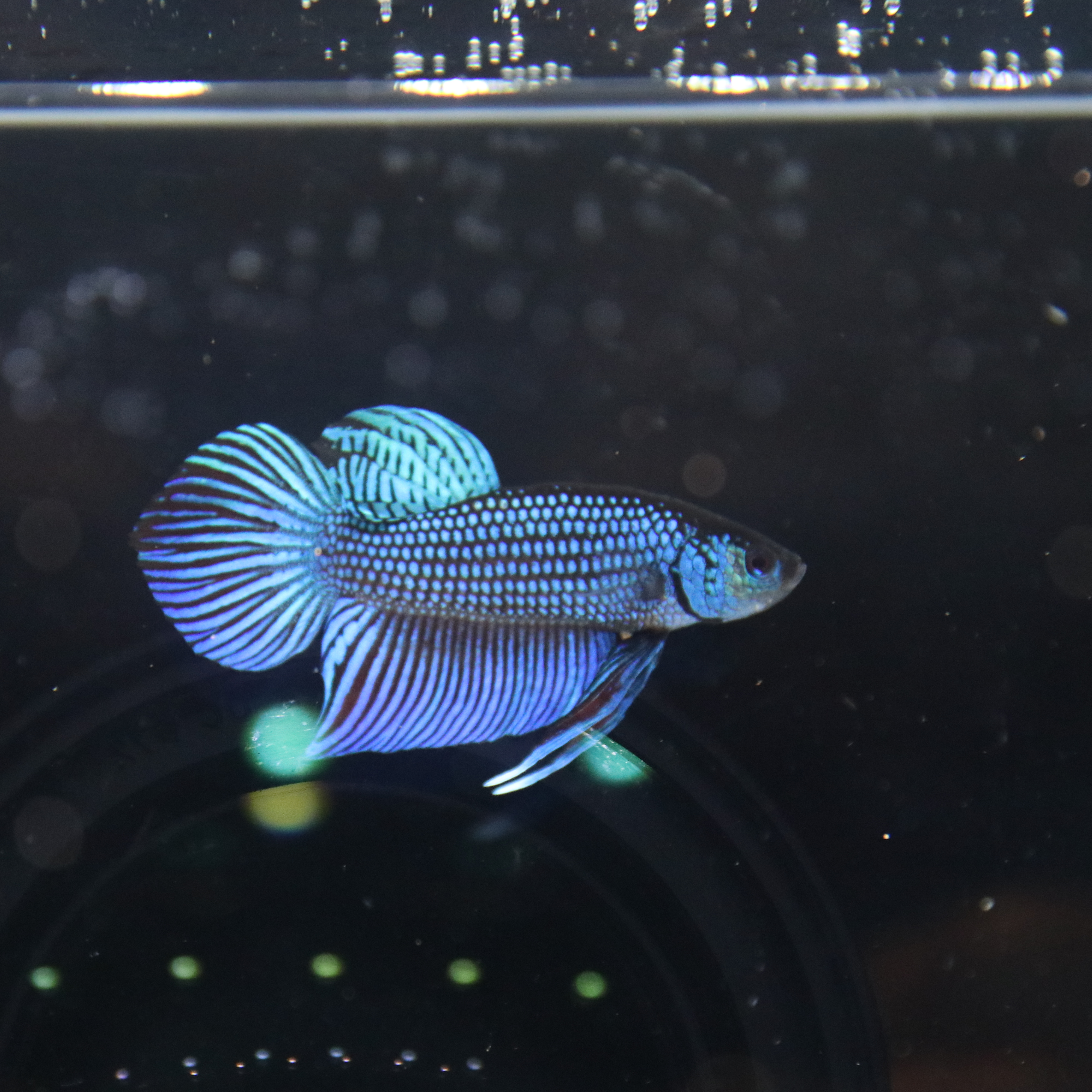 Mahacheiensis Gren media 6