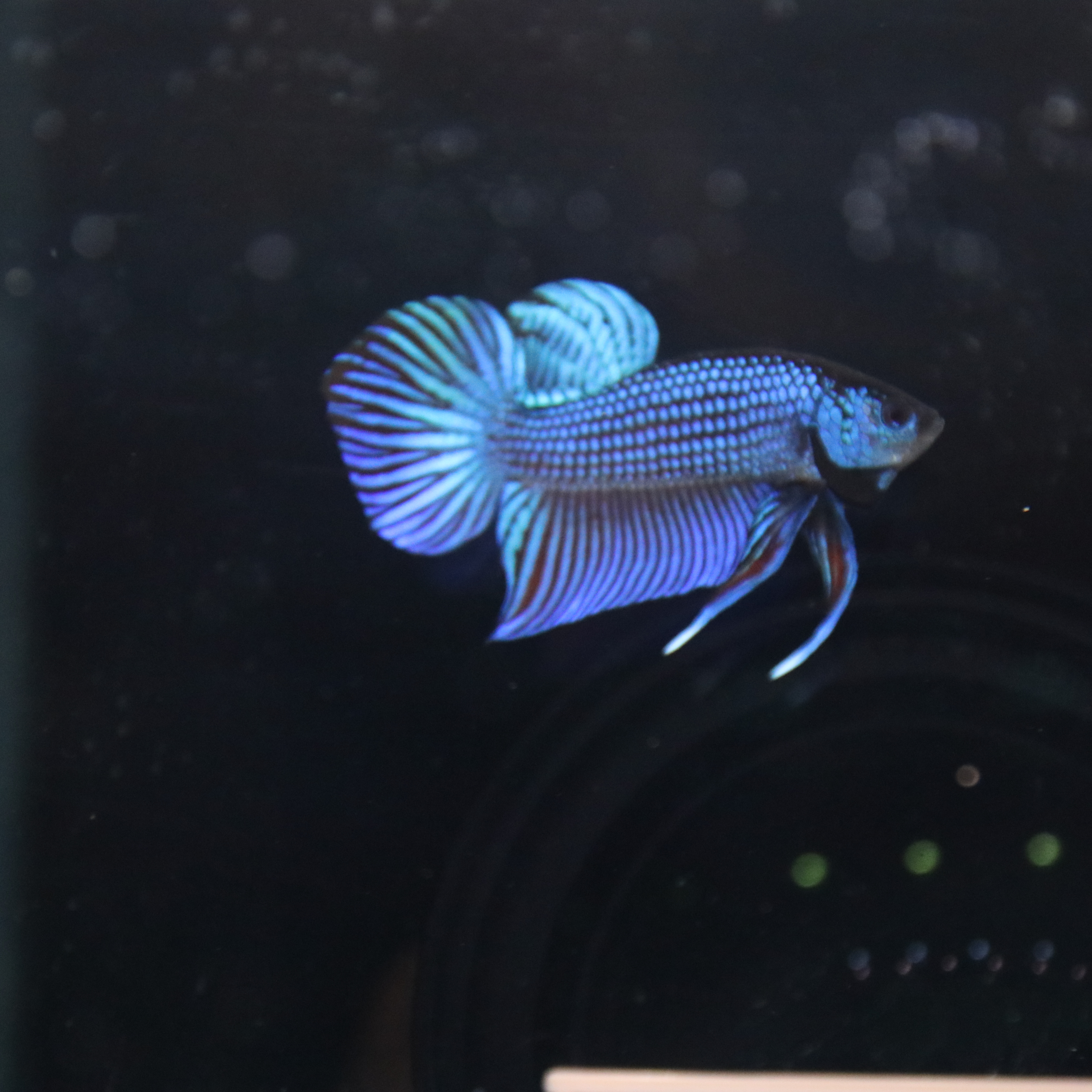 Mahacheiensis Gren media 7