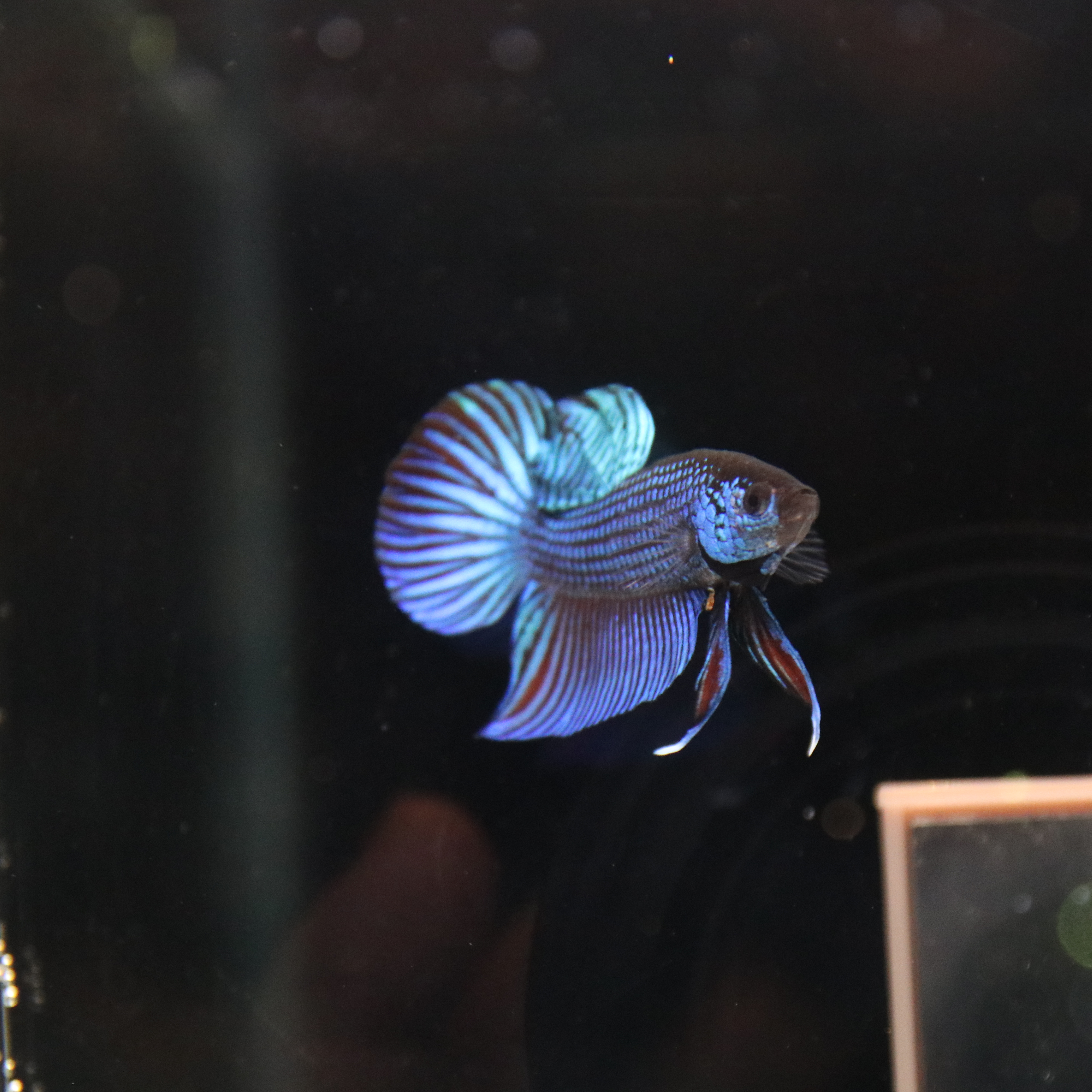 Mahacheiensis Gren media 9