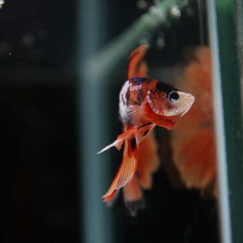 Betta Spendens Fancy Multicolor Half Moon Male HM-BL-28042026-010 media 2