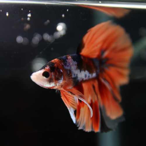 Betta Spendens Fancy Multicolor Half Moon Male HM-BL-28042026-010 media 3
