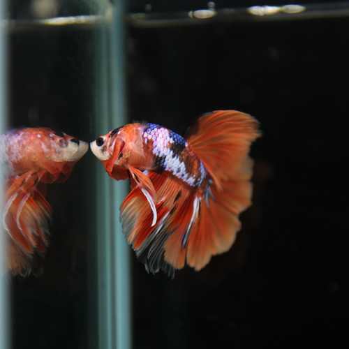 Betta Spendens Fancy Multicolor Half Moon Male HM-BL-28042026-010 media 4