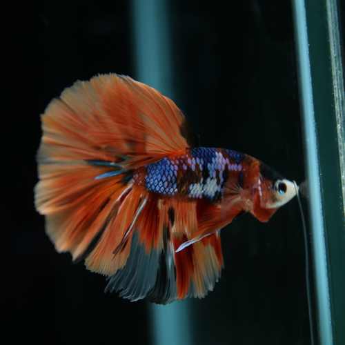 Betta Spendens Fancy Multicolor Half Moon Male HM-BL-28042026-010 media 6