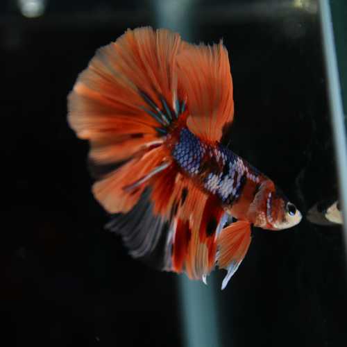 Betta Spendens Fancy Multicolor Half Moon Male HM-BL-28042026-010 media 5