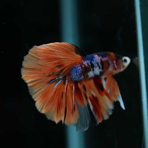 Betta Spendens Fancy Multicolor Half Moon Male HM-BL-28042026-010 media 7