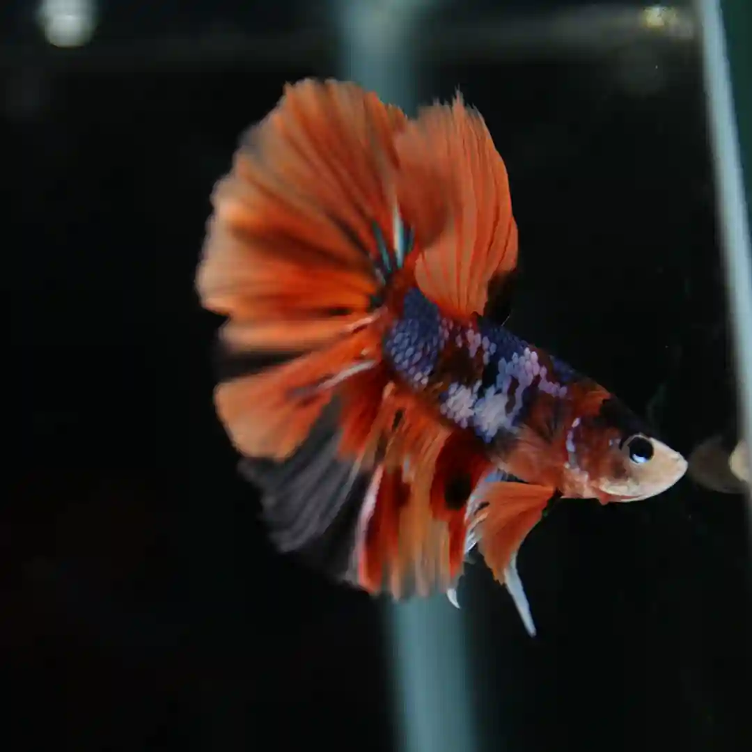 Betta Spendens Fancy Multicolor Half Moon Male HM-BL-28042026-010 media 9