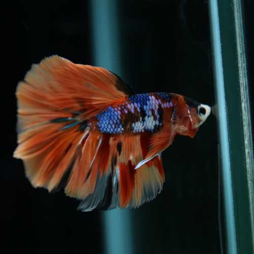 Betta Spendens Fancy Multicolor Half Moon Male HM-BL-28042026-010