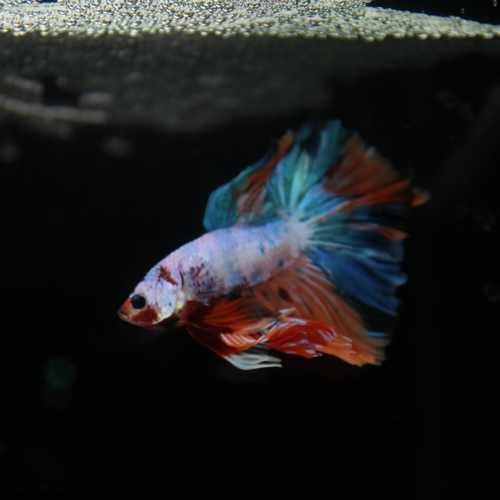 Betta Spendens Fancy Multicolor Half Moon Male HM-BL-28042026-011 media 2