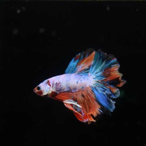 Betta Spendens Fancy Multicolor Half Moon Male HM-BL-28042026-011 media 4
